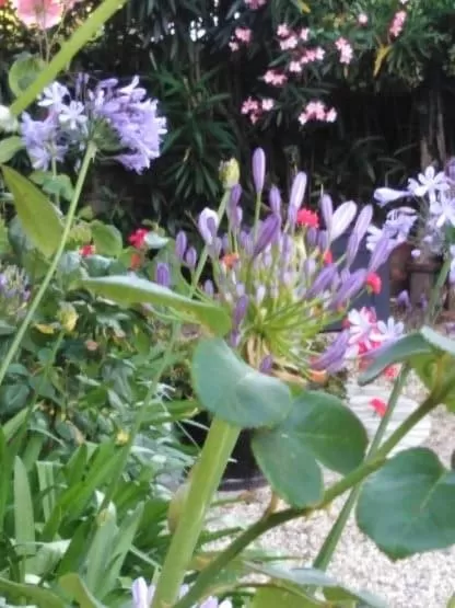 Les Hortensias - Chambres d'hôtes