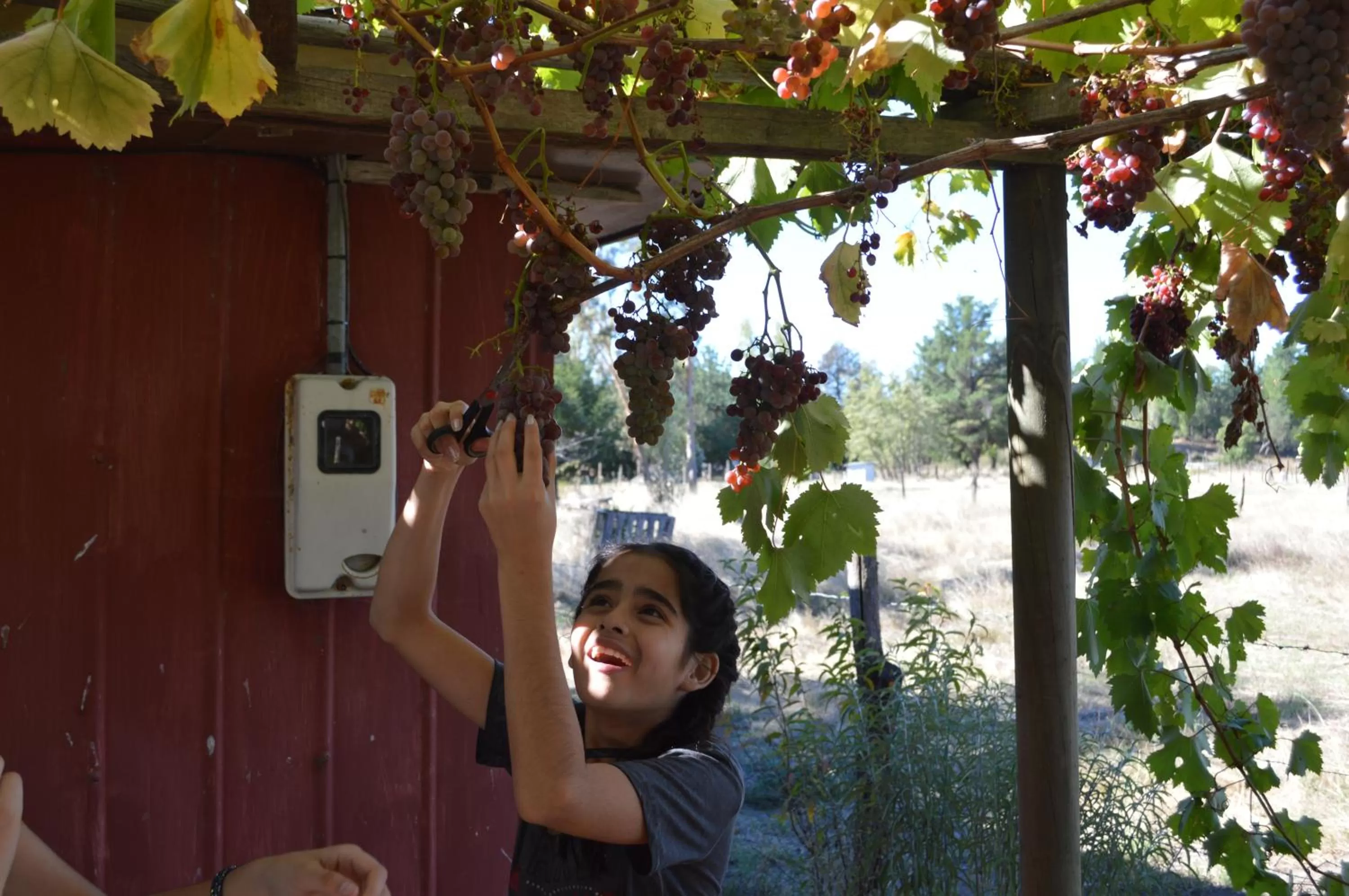 Coyunche Cabañas y Camping Laja & San Rosendo