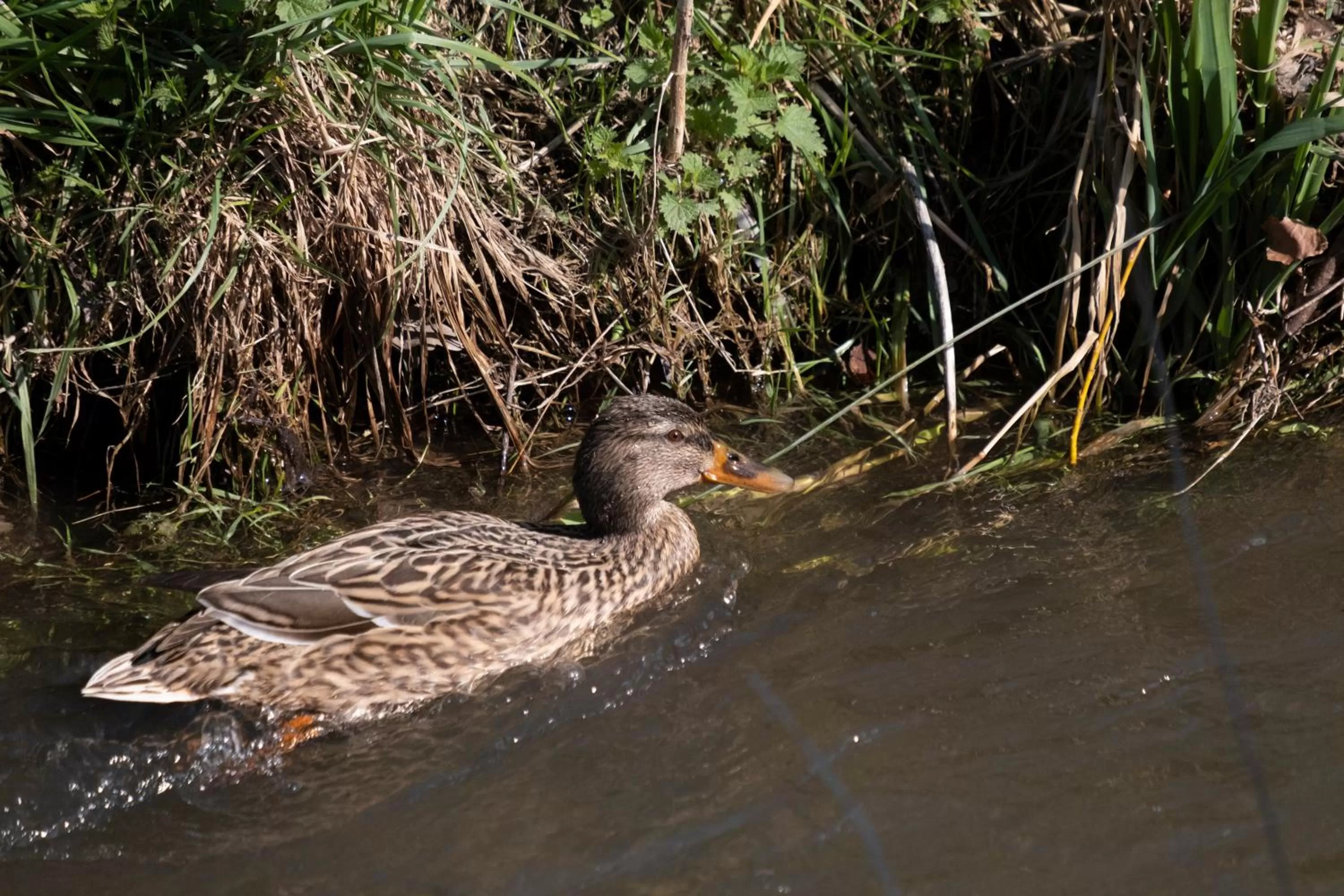 Natural landscape in Meschermolen