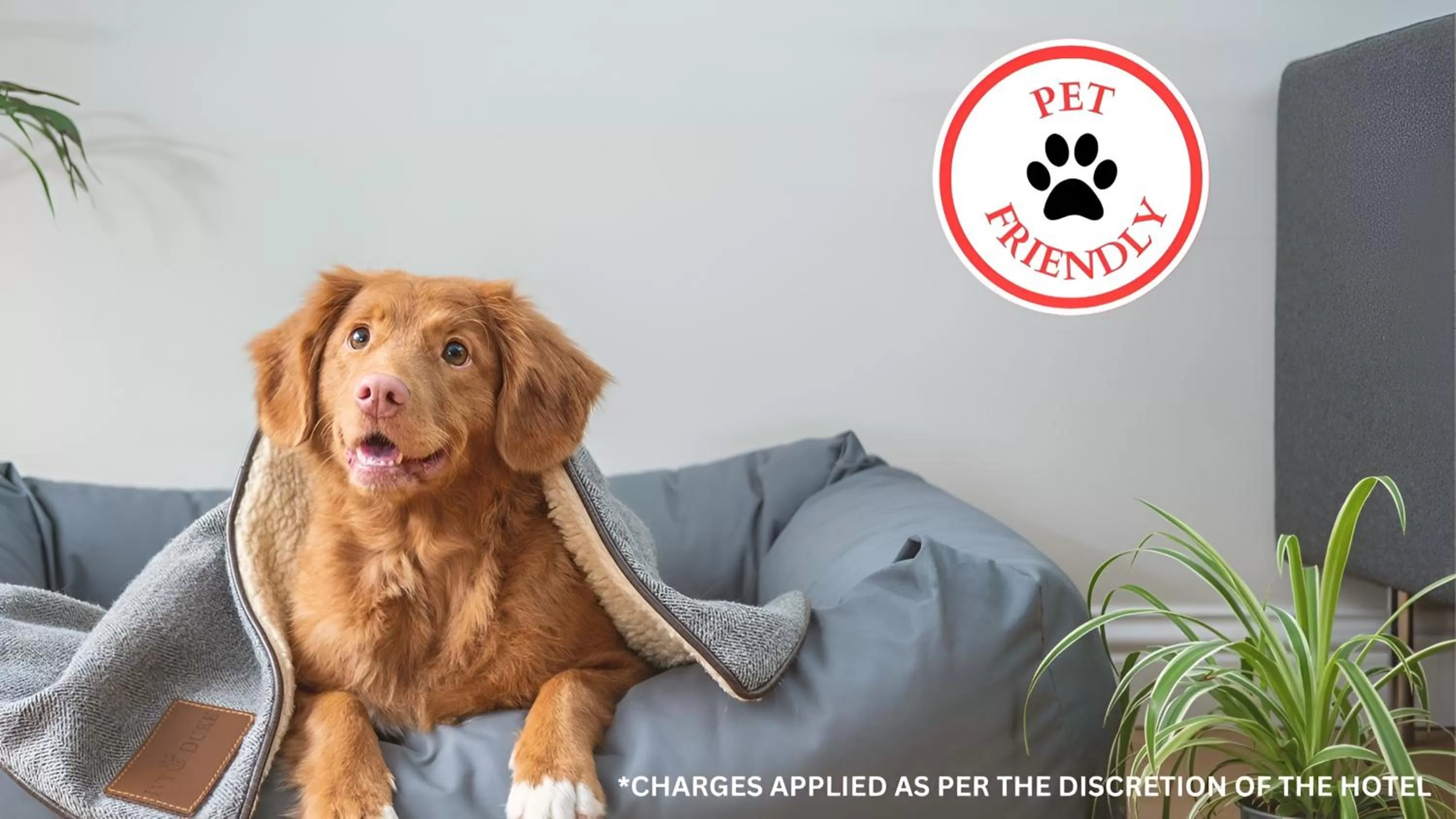 Pets in Tequila and Dunlin Rooms Southport Central