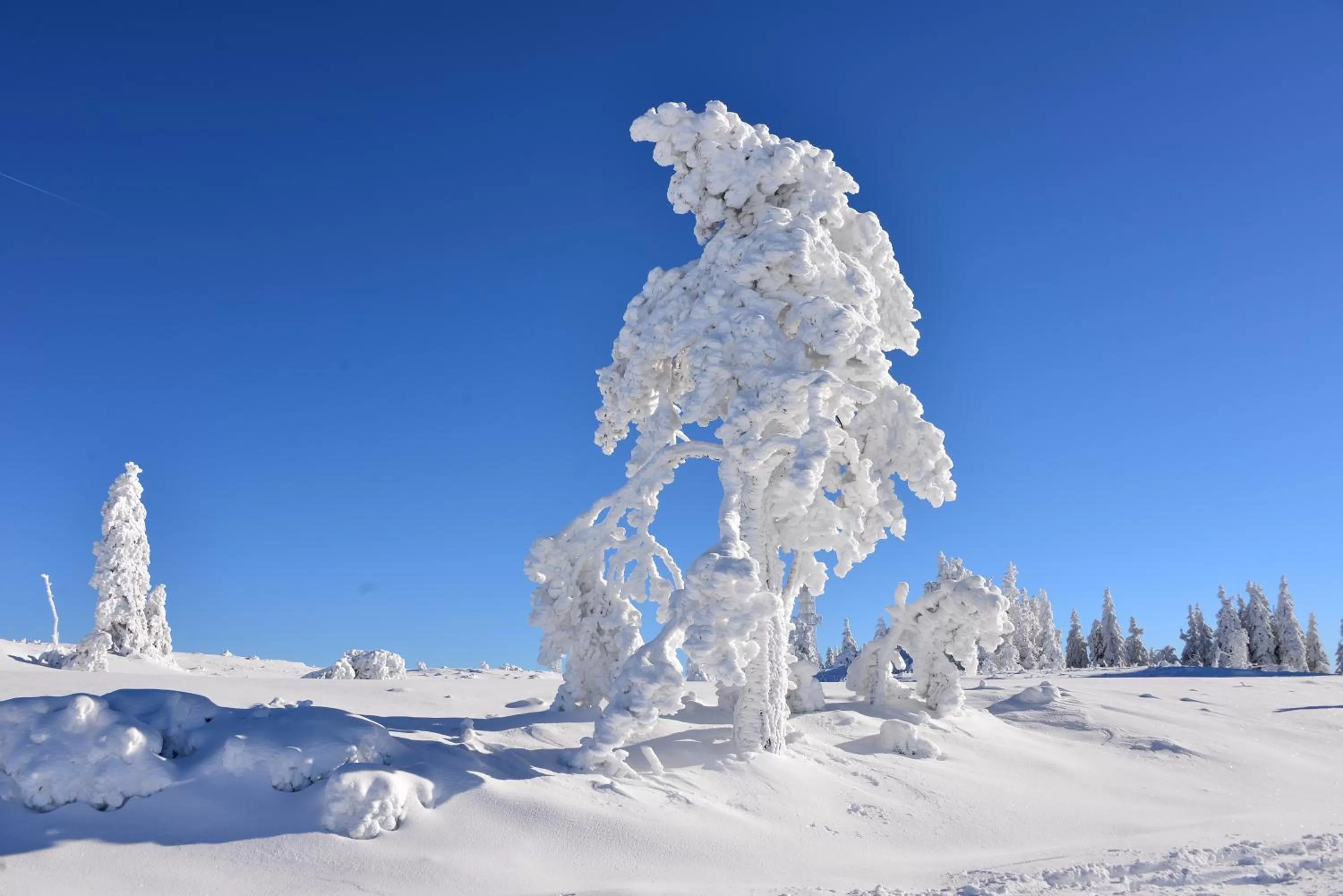 Natural landscape in RelaxHotel Tannenhof
