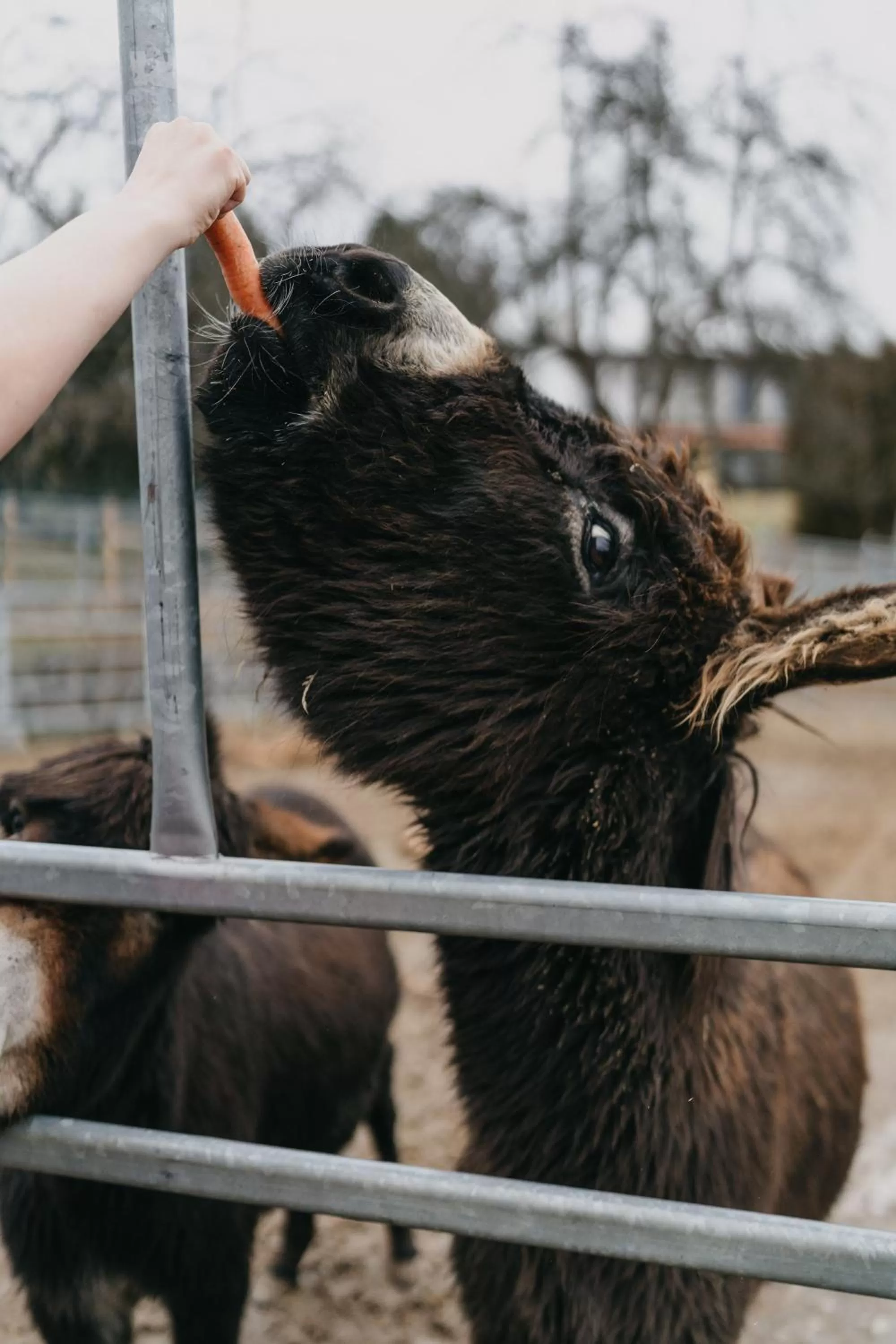 Animals in OREA Resort Panorama Moravský kras