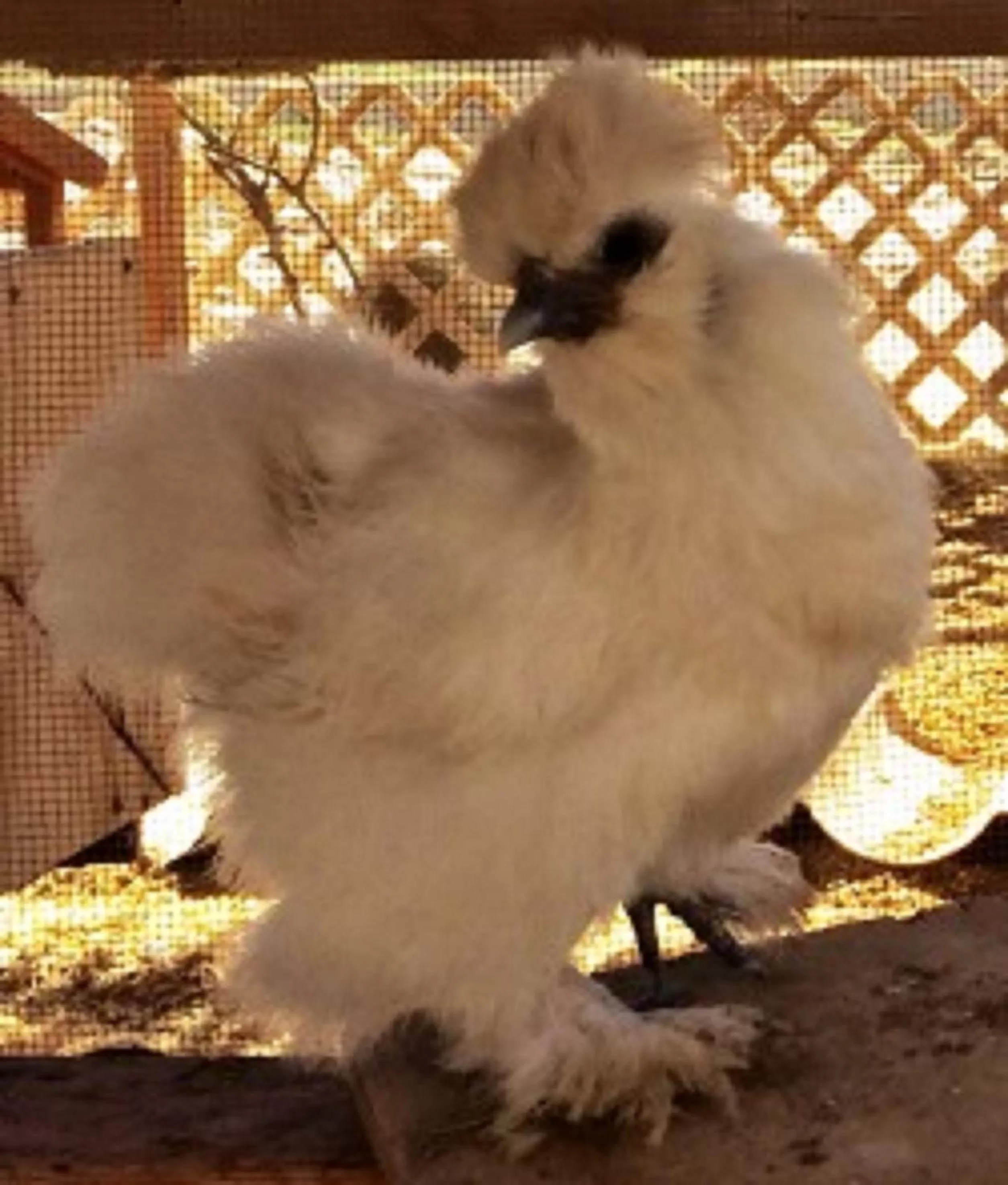 Food and drinks in Hacienda Rancho Santini