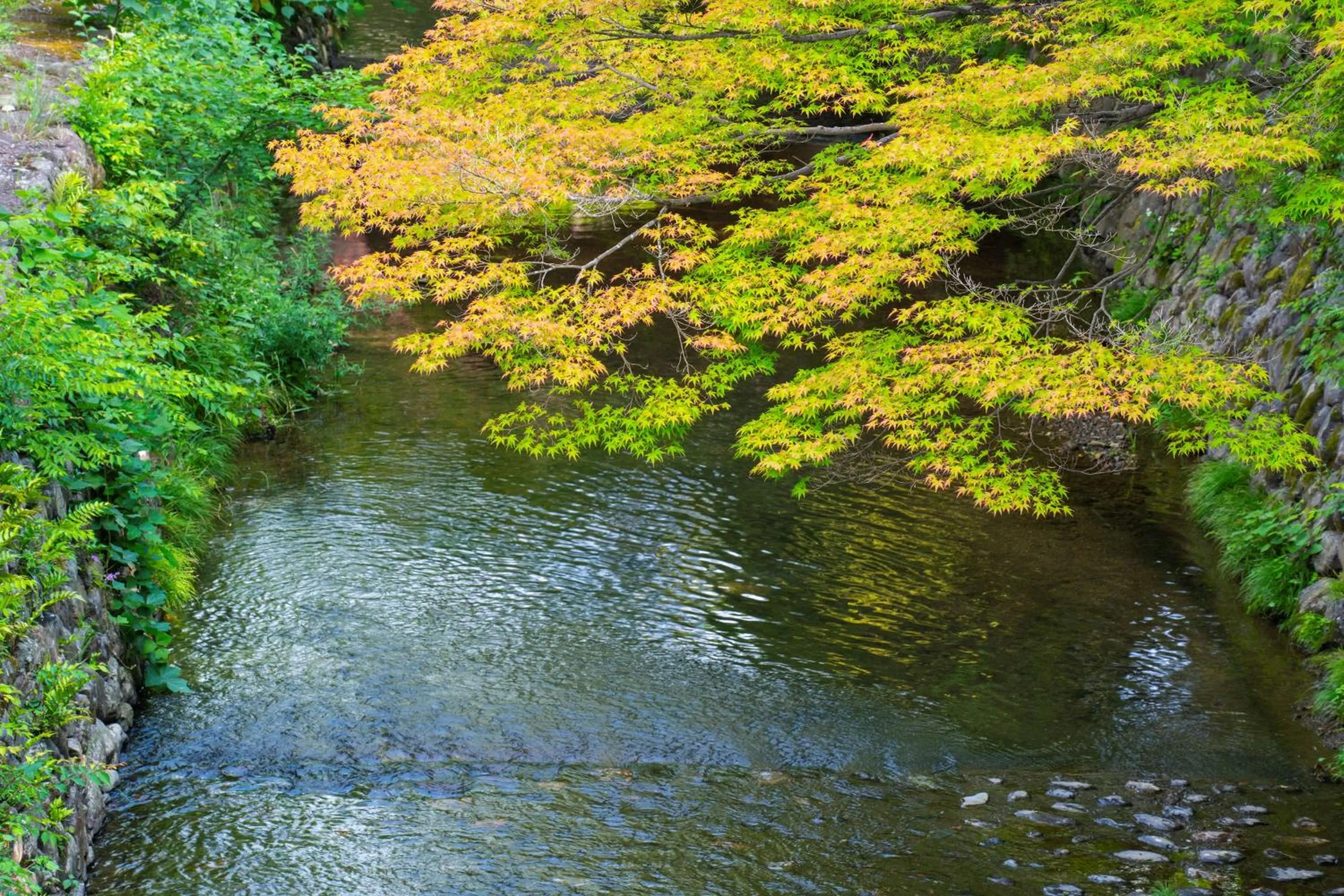 Natural landscape in ROKU KYOTO, LXR Hotels & Resorts by Hilton
