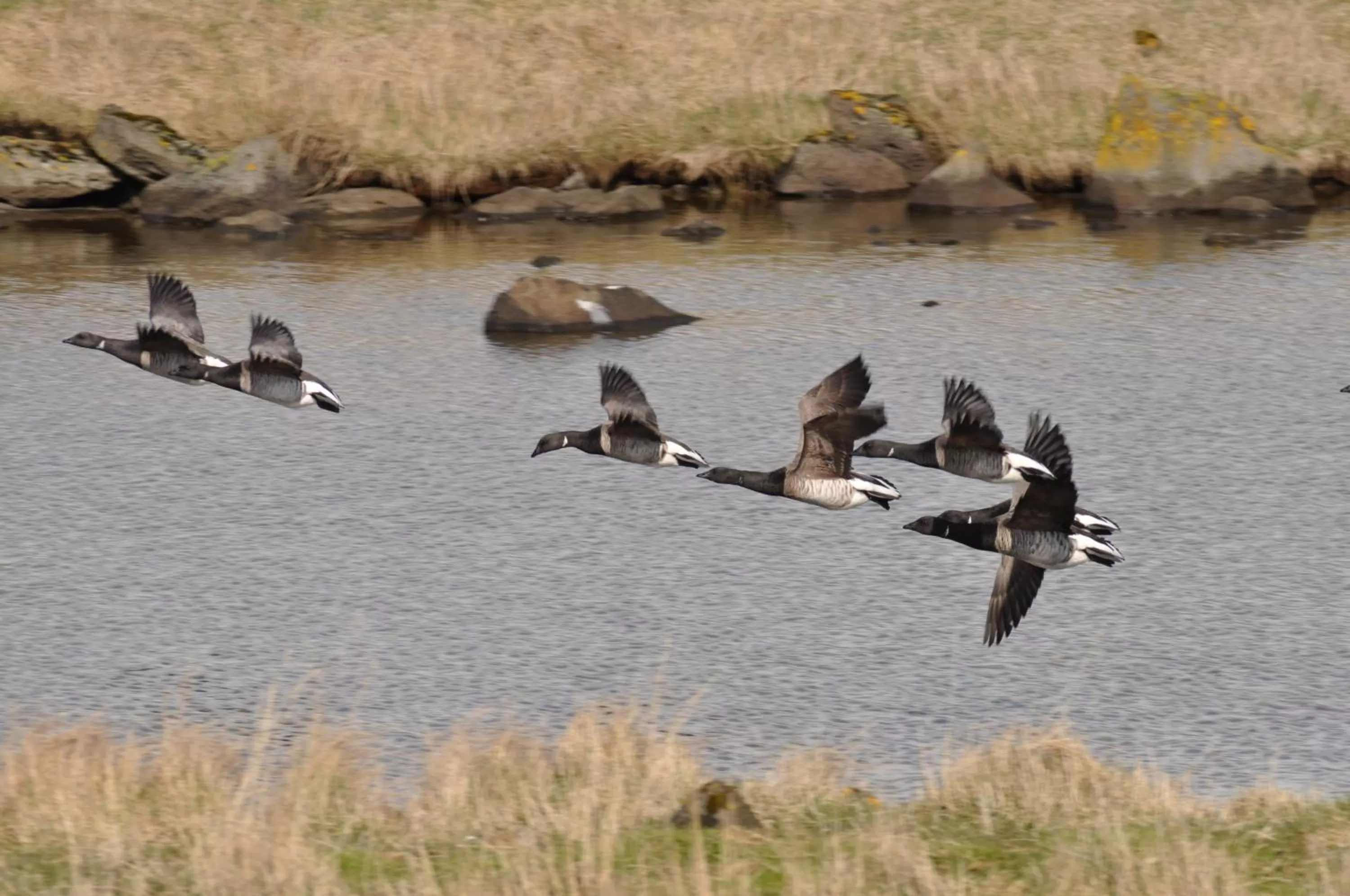 Nearby landmark, Other Animals in Blue House B&B