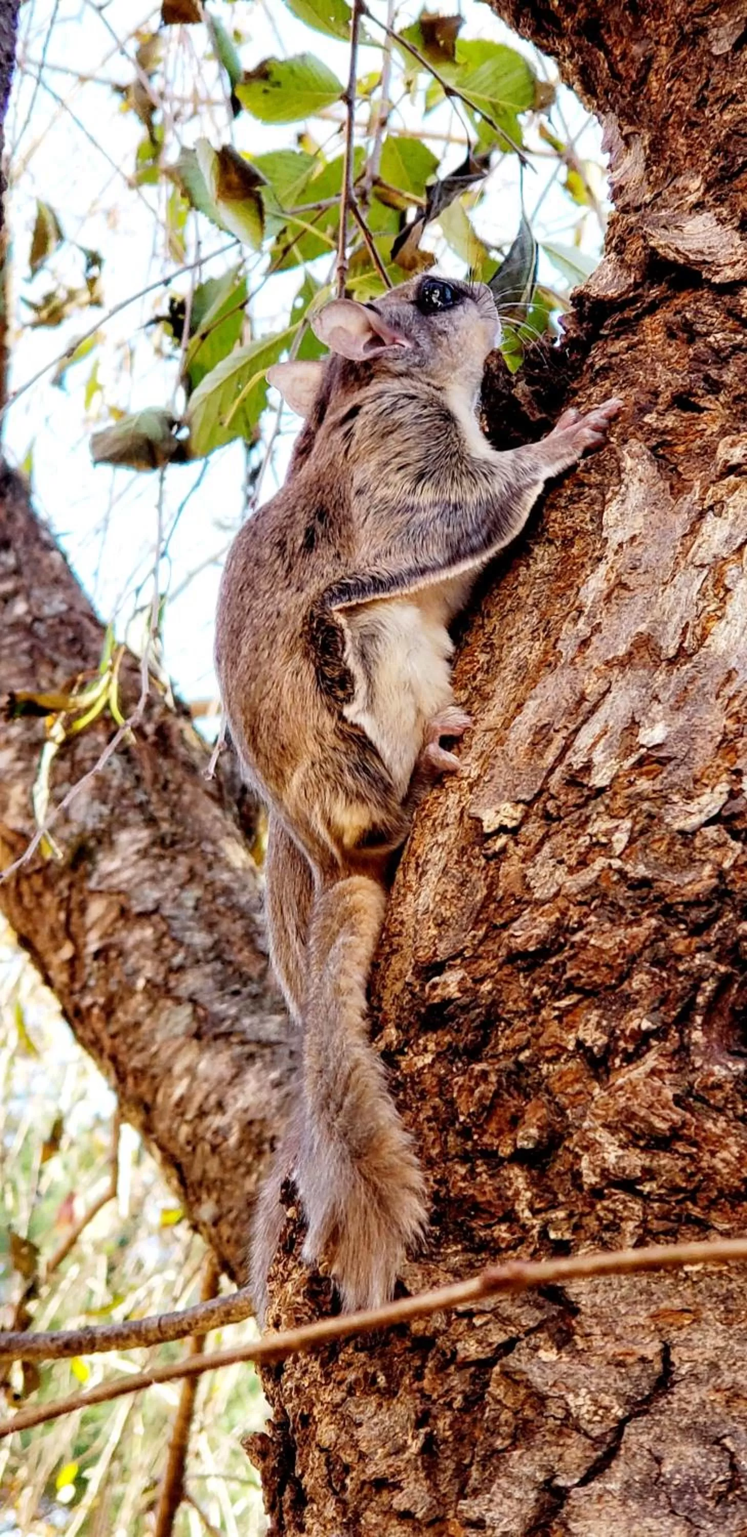Blue Ridge Manor Bed and Breakfast
