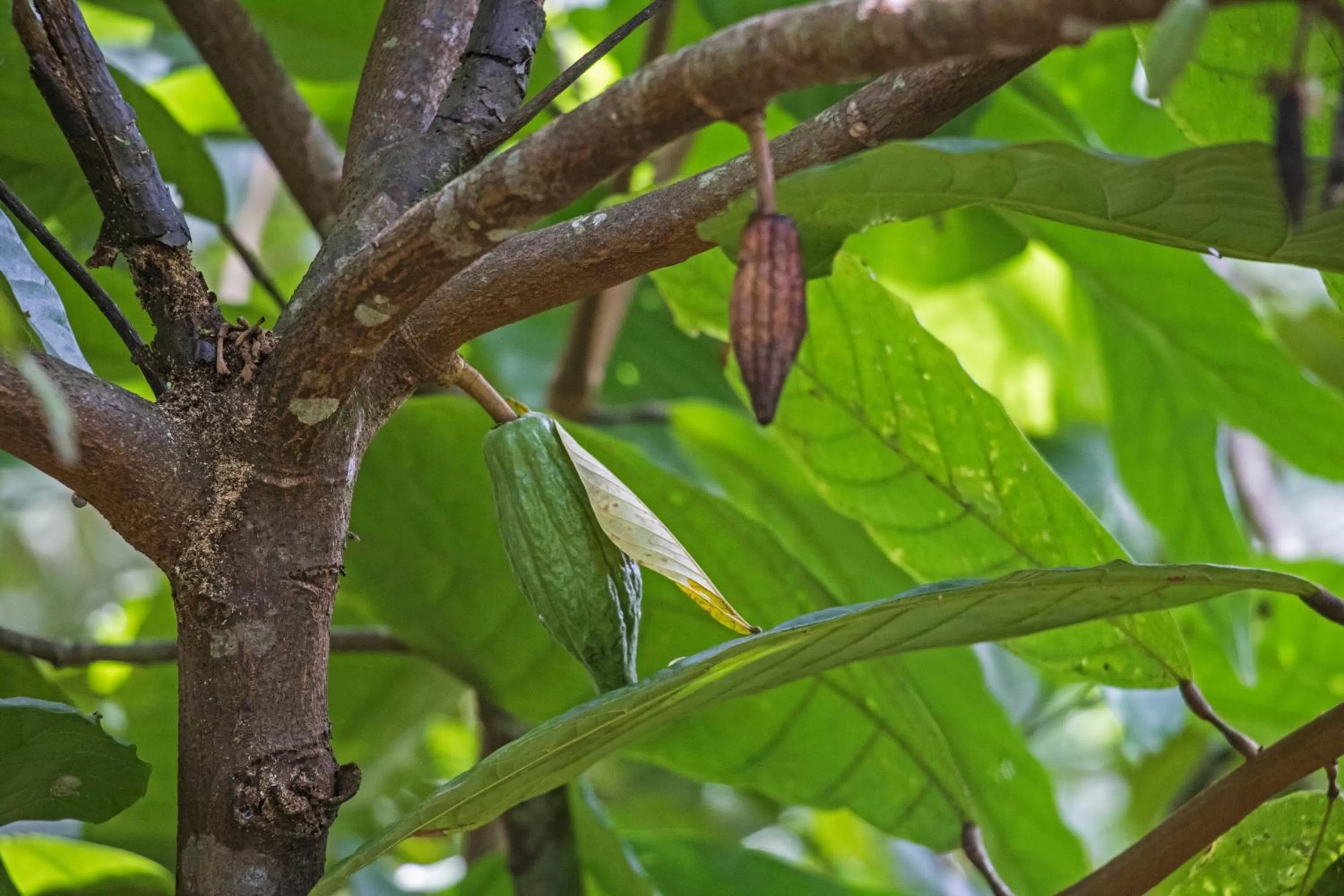 Natural landscape in Sattva Land