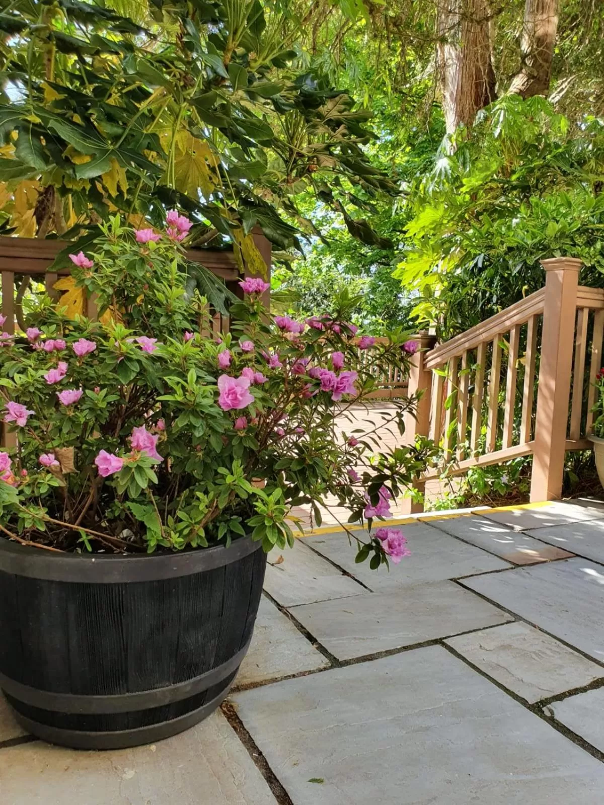 Garden in The Ardilaun Hotel