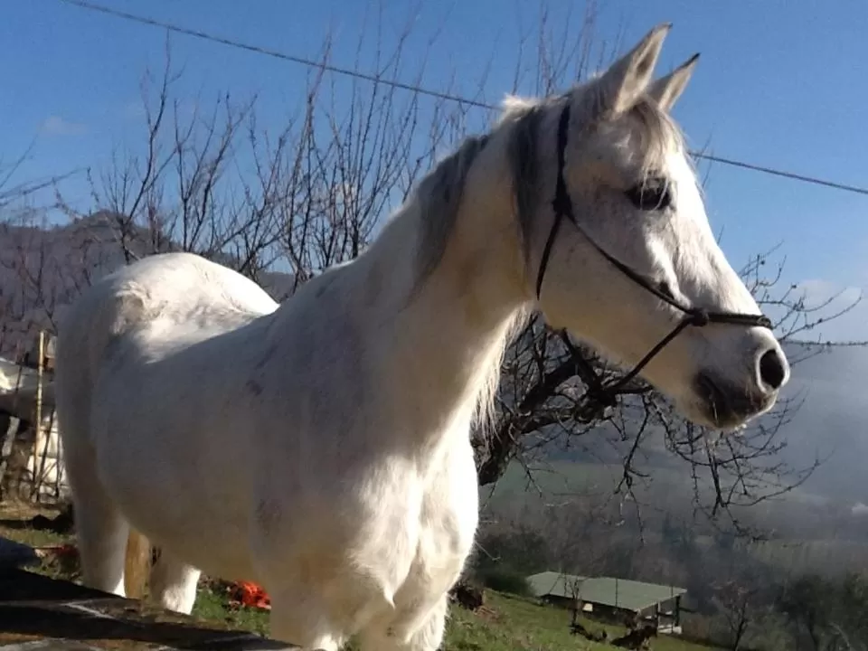 Animals, Pets in Casatorta