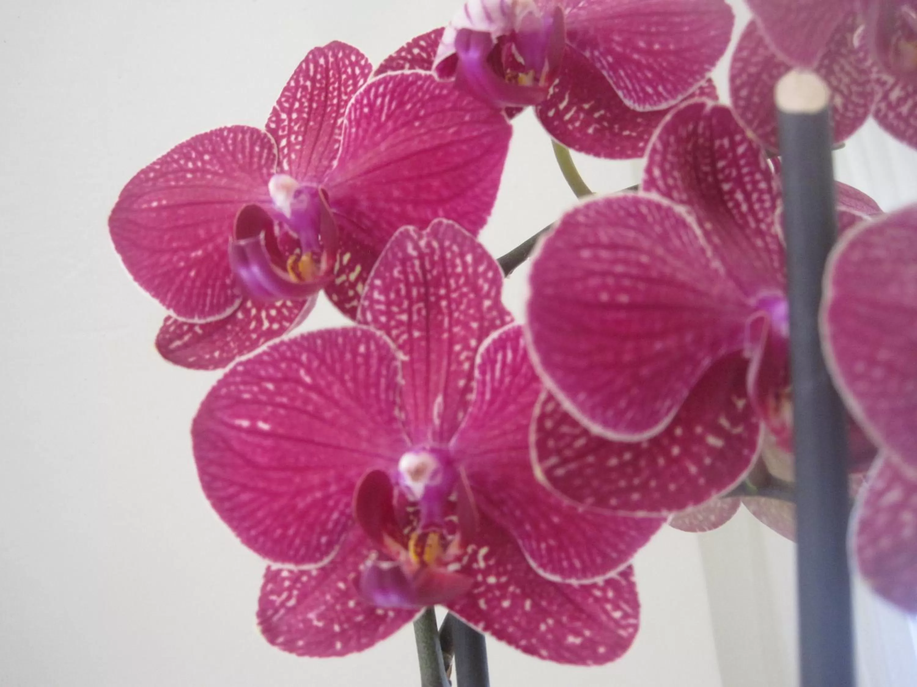 Decorative detail in Hotel Italia