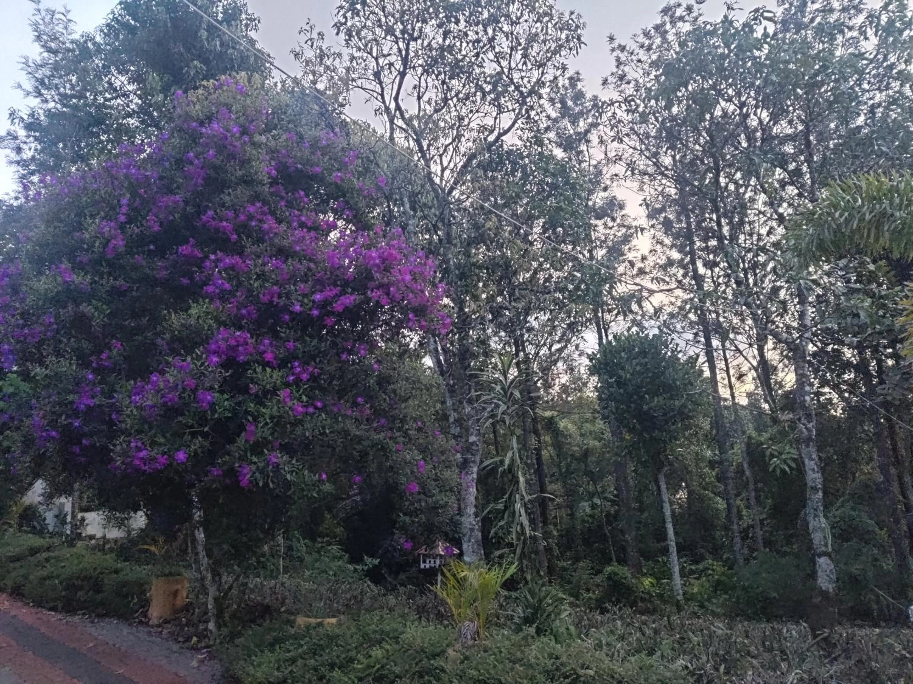 Garden in Chalona Jungle Vibe