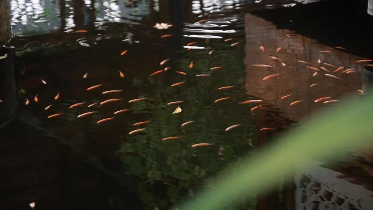 Animals in ANANTAYA CHIANGMAI BOUTIQUE HOTEL