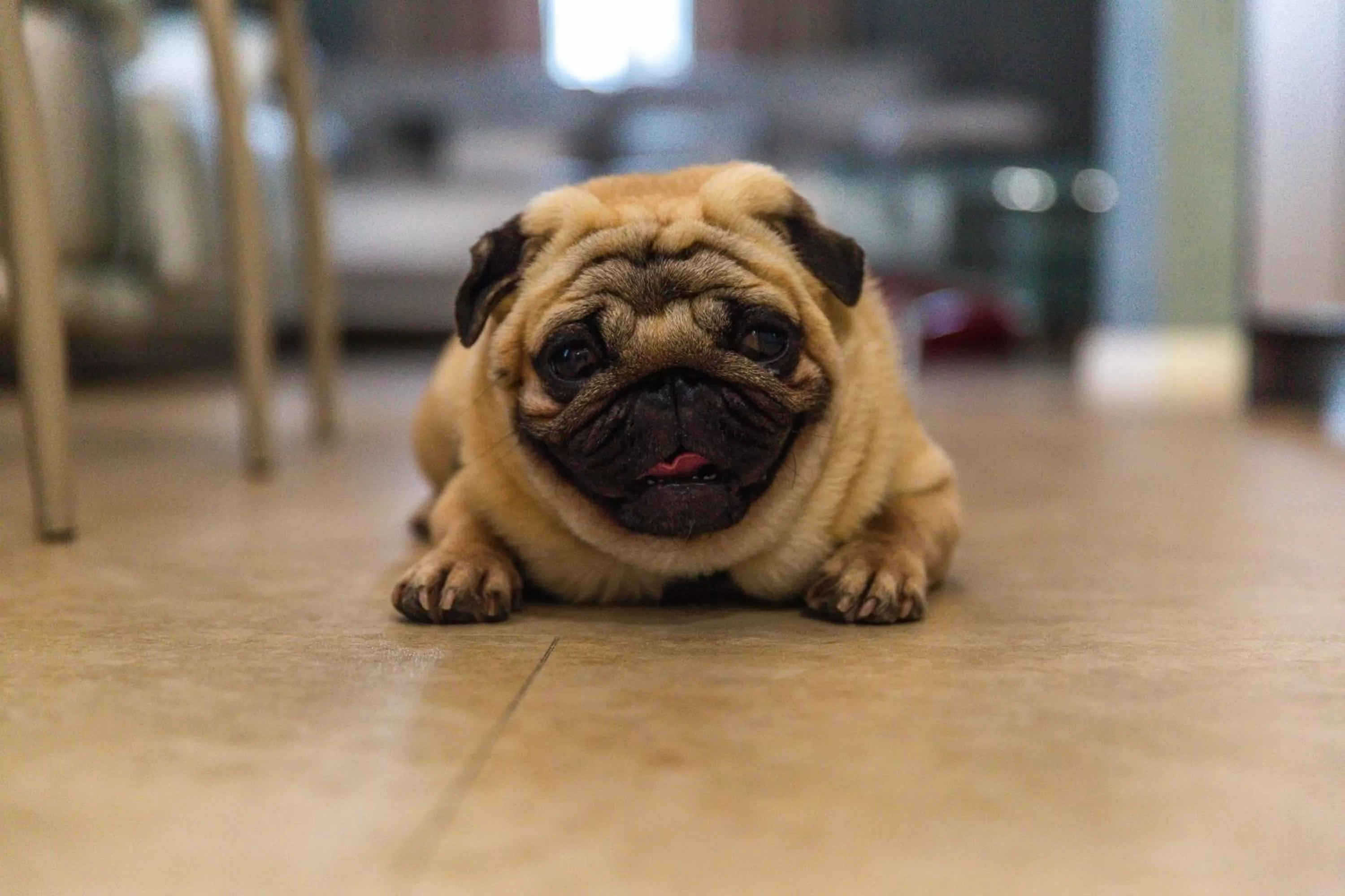 Photo of the whole room in Hotel "Mandarin Clubhouse"