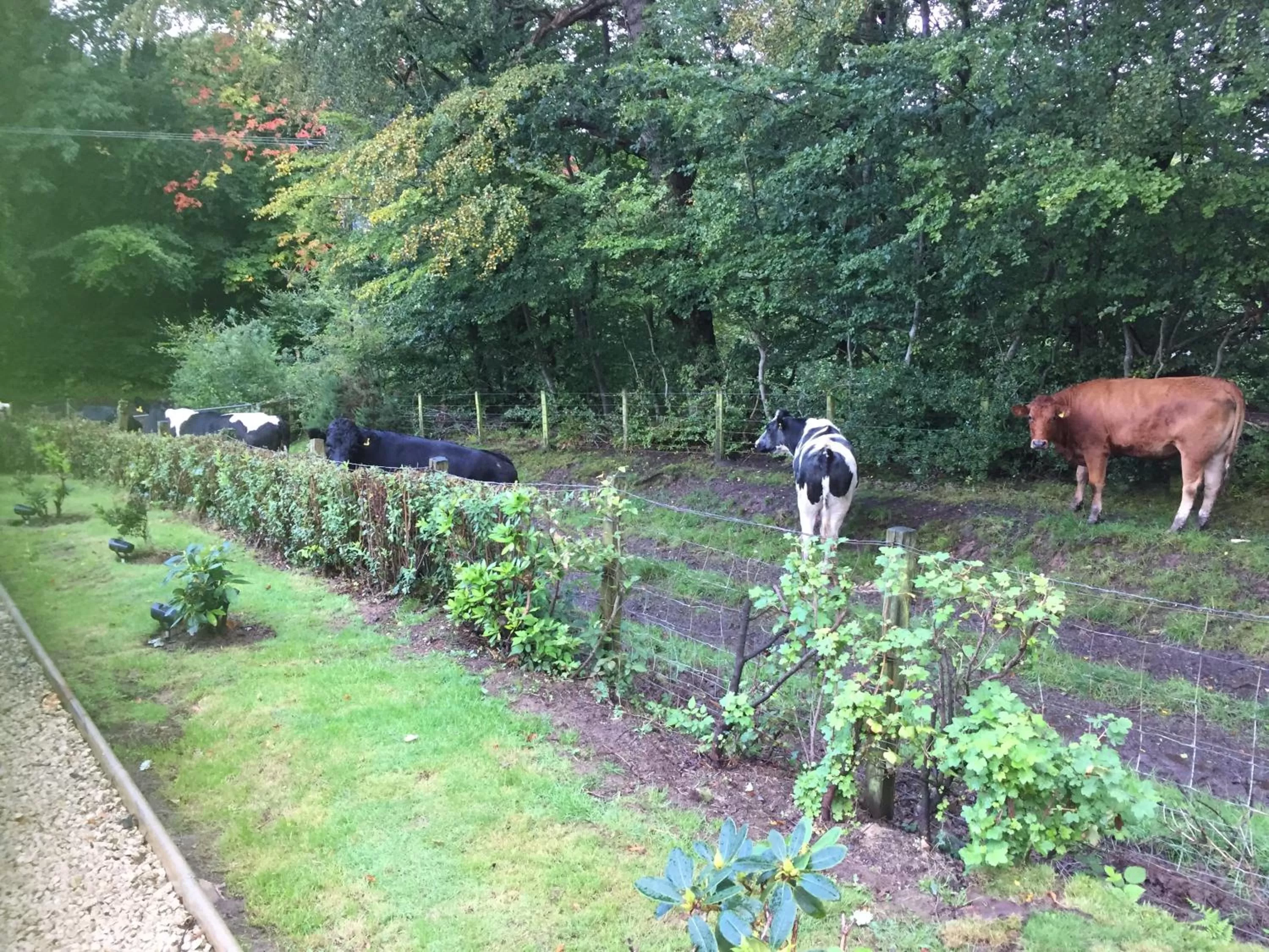 Animals in Retreat at The Knowe Auchincruive Estate