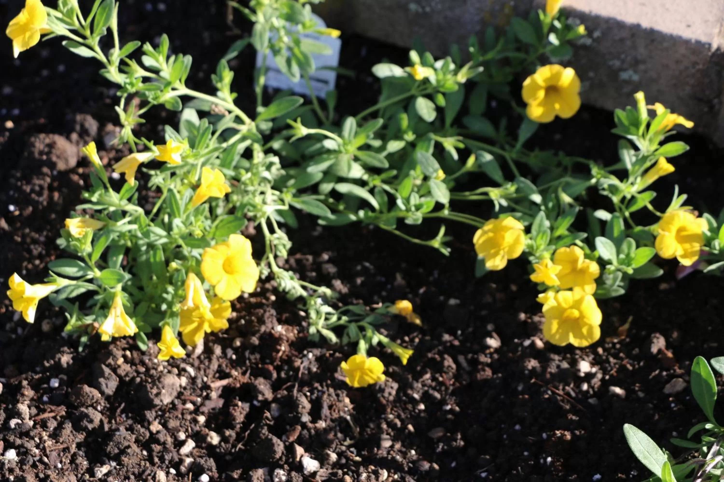 Garden in Rice Hill Inn