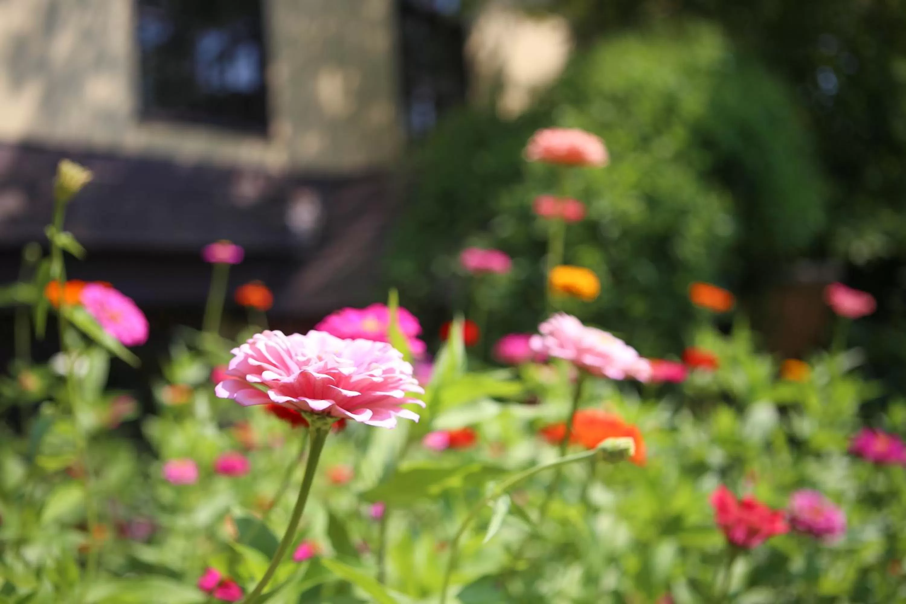 Garden in Settlers Inn
