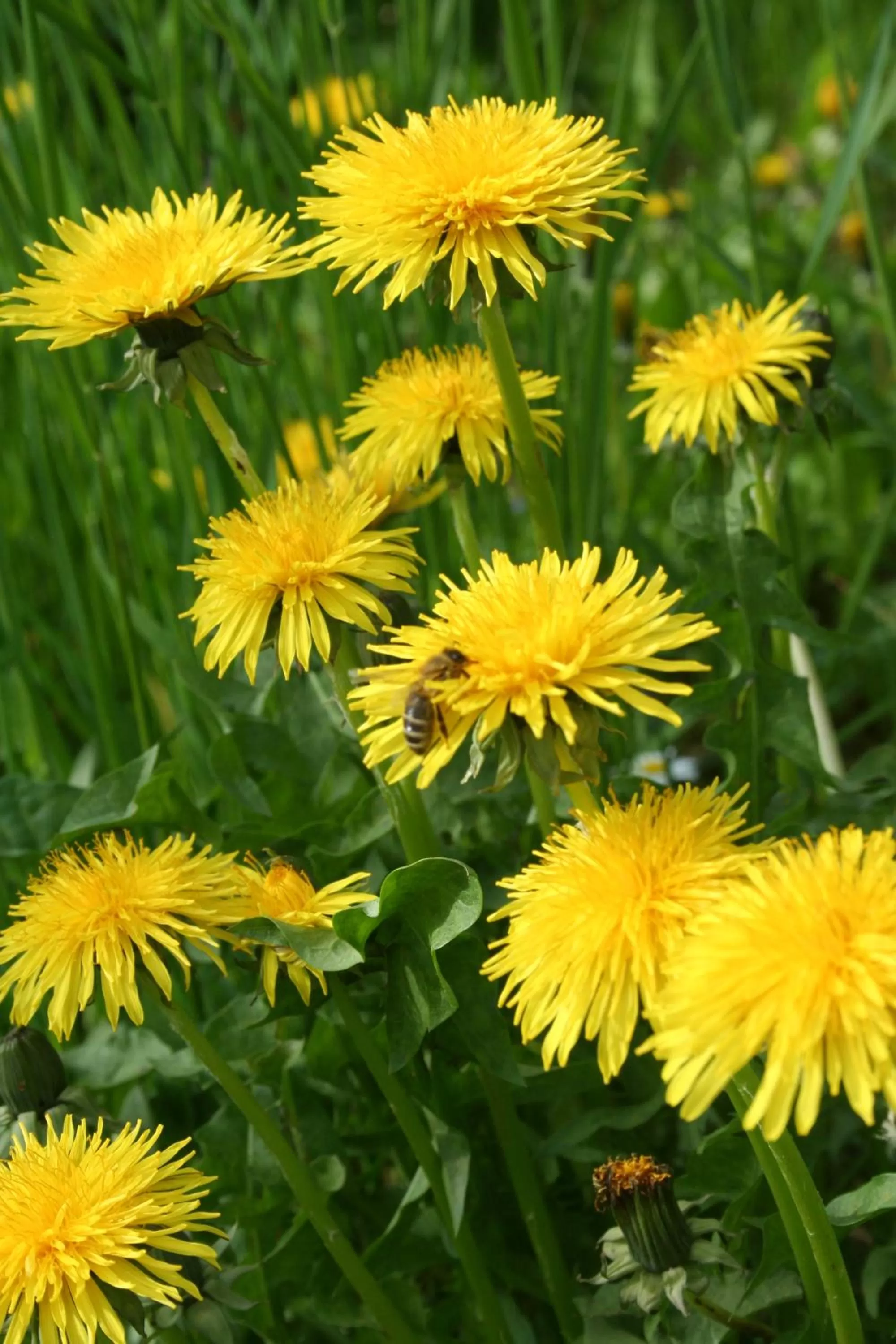 Animals in BnB Mönthal im Jurapark