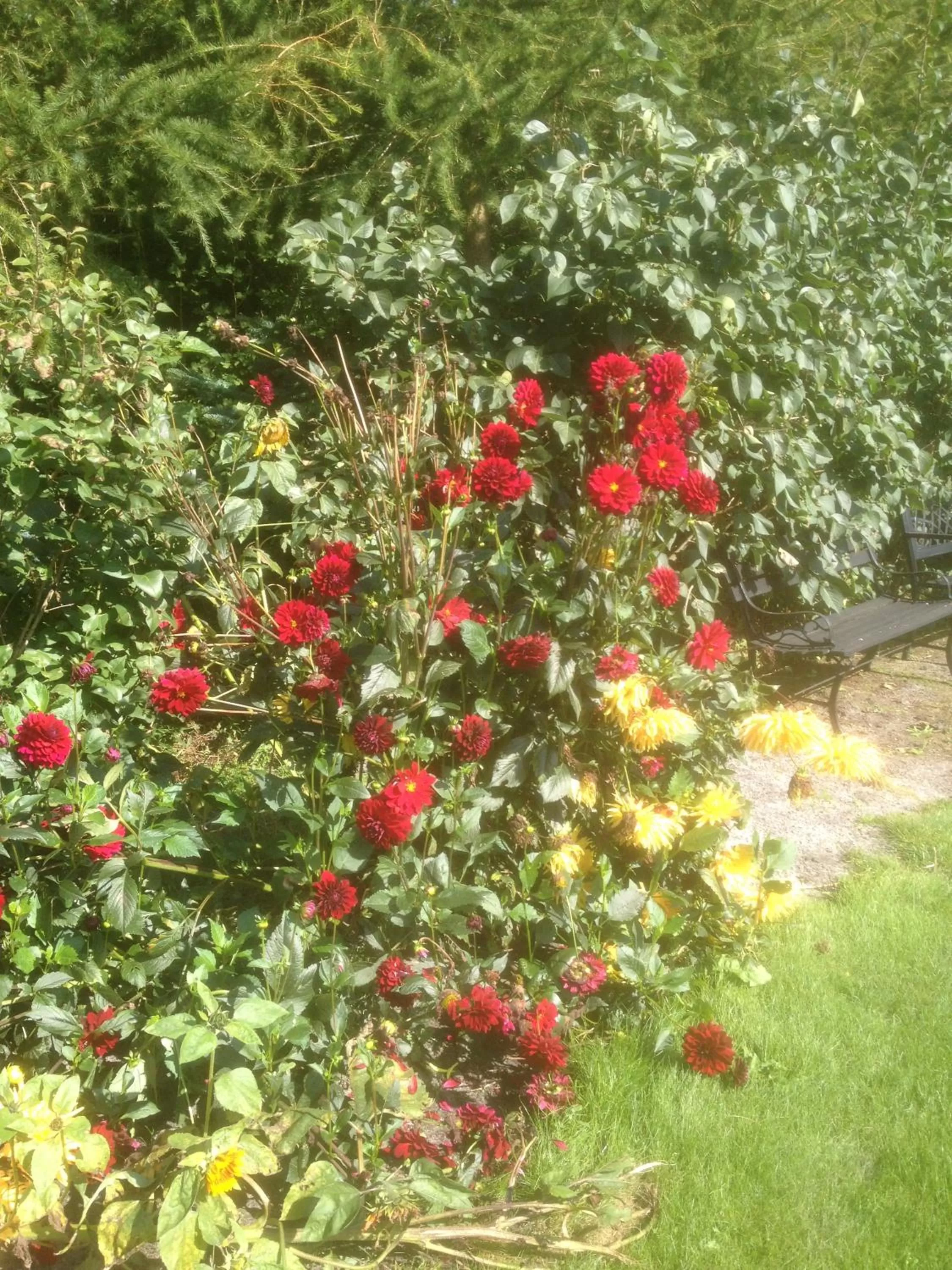 Garden in Give Bed & Breakfast