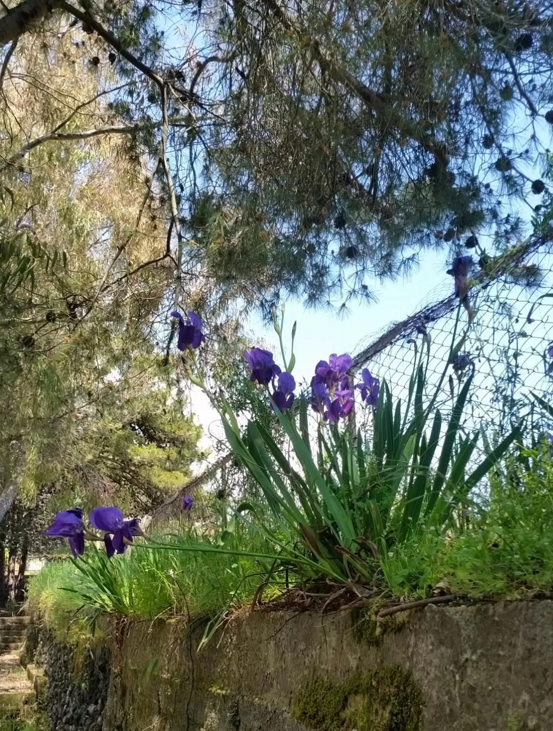 Garden in Villa Morgante B&B