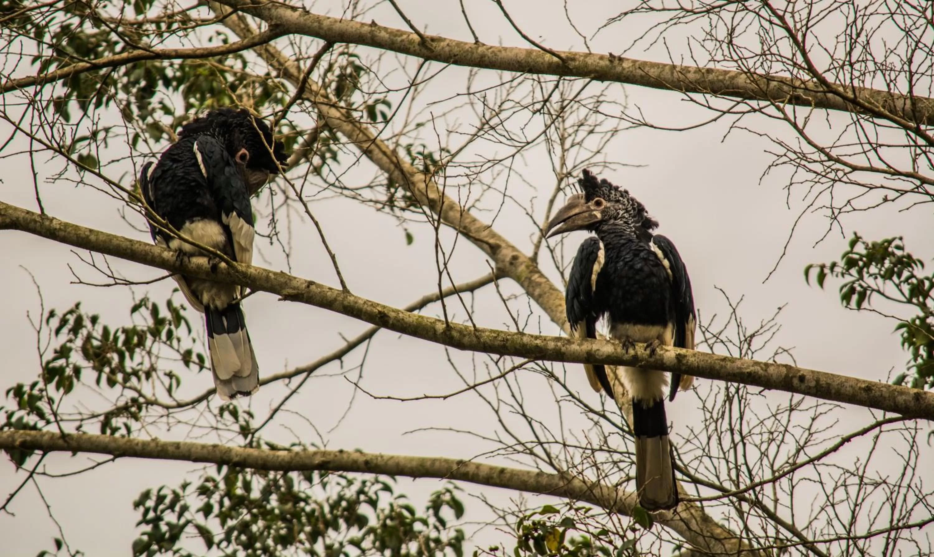 Animals in ViaVia Entebbe