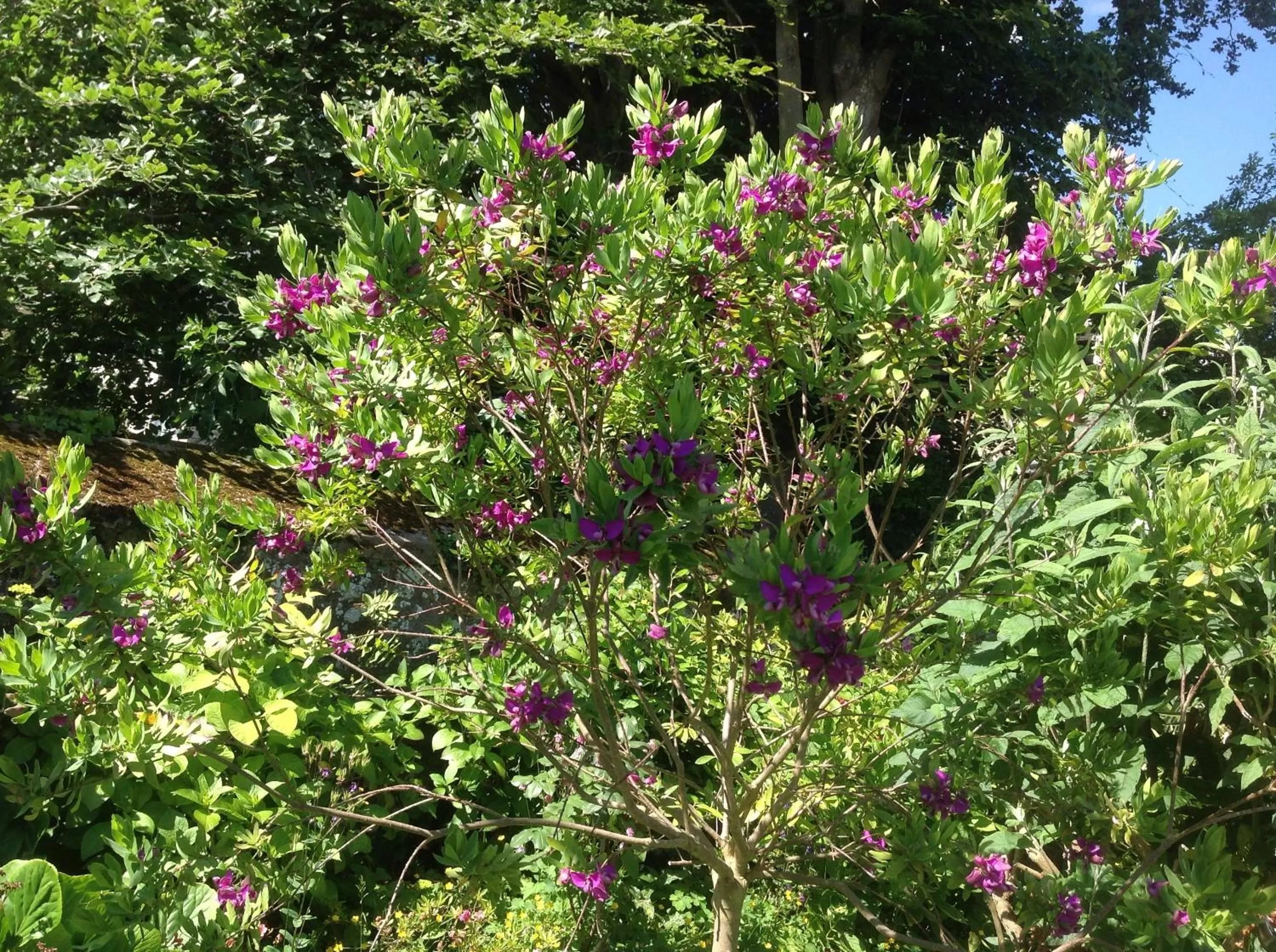 Garden in La Demeure aux Hortensias