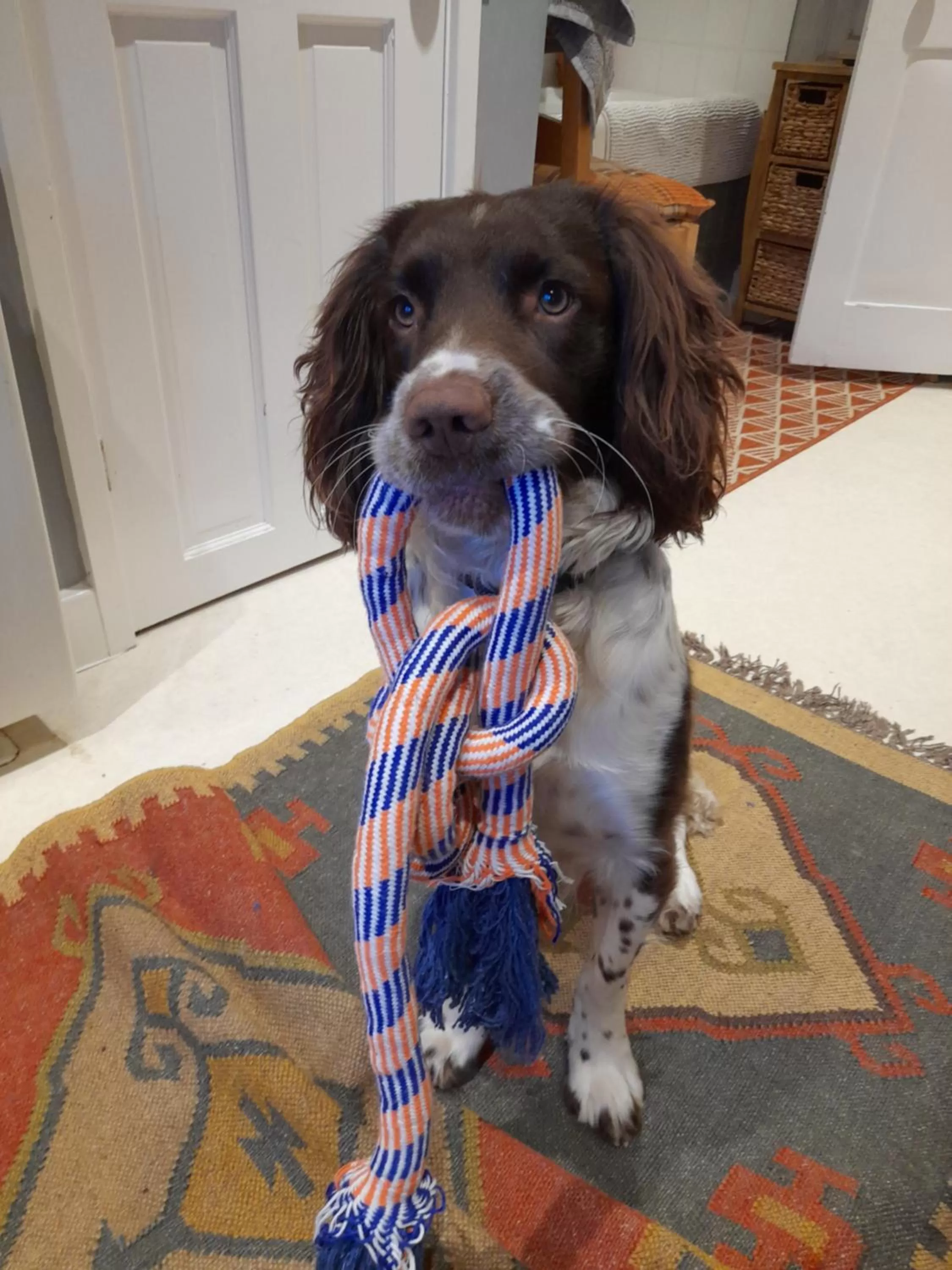 Pets in Pepper House