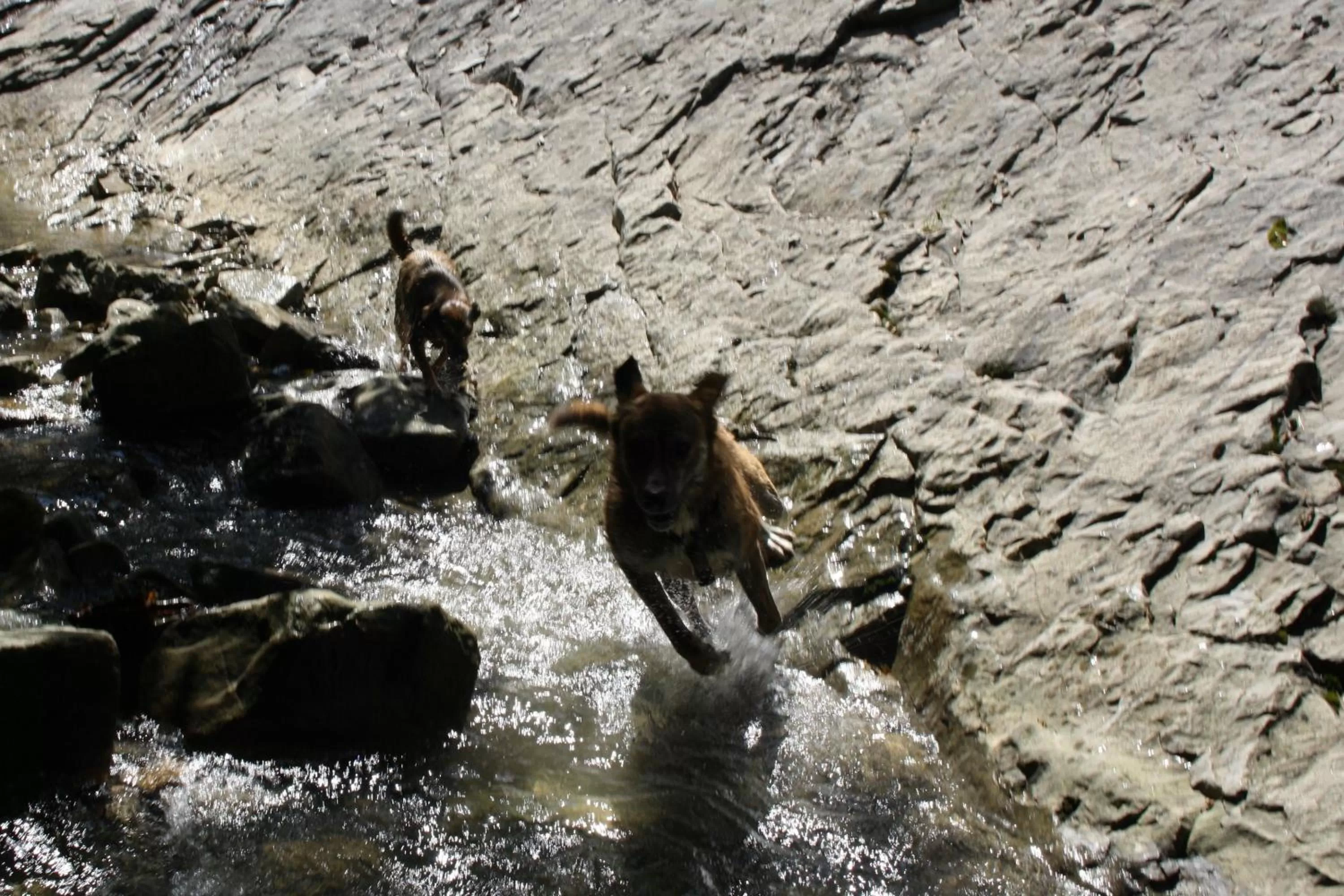 Animals in Su da noi