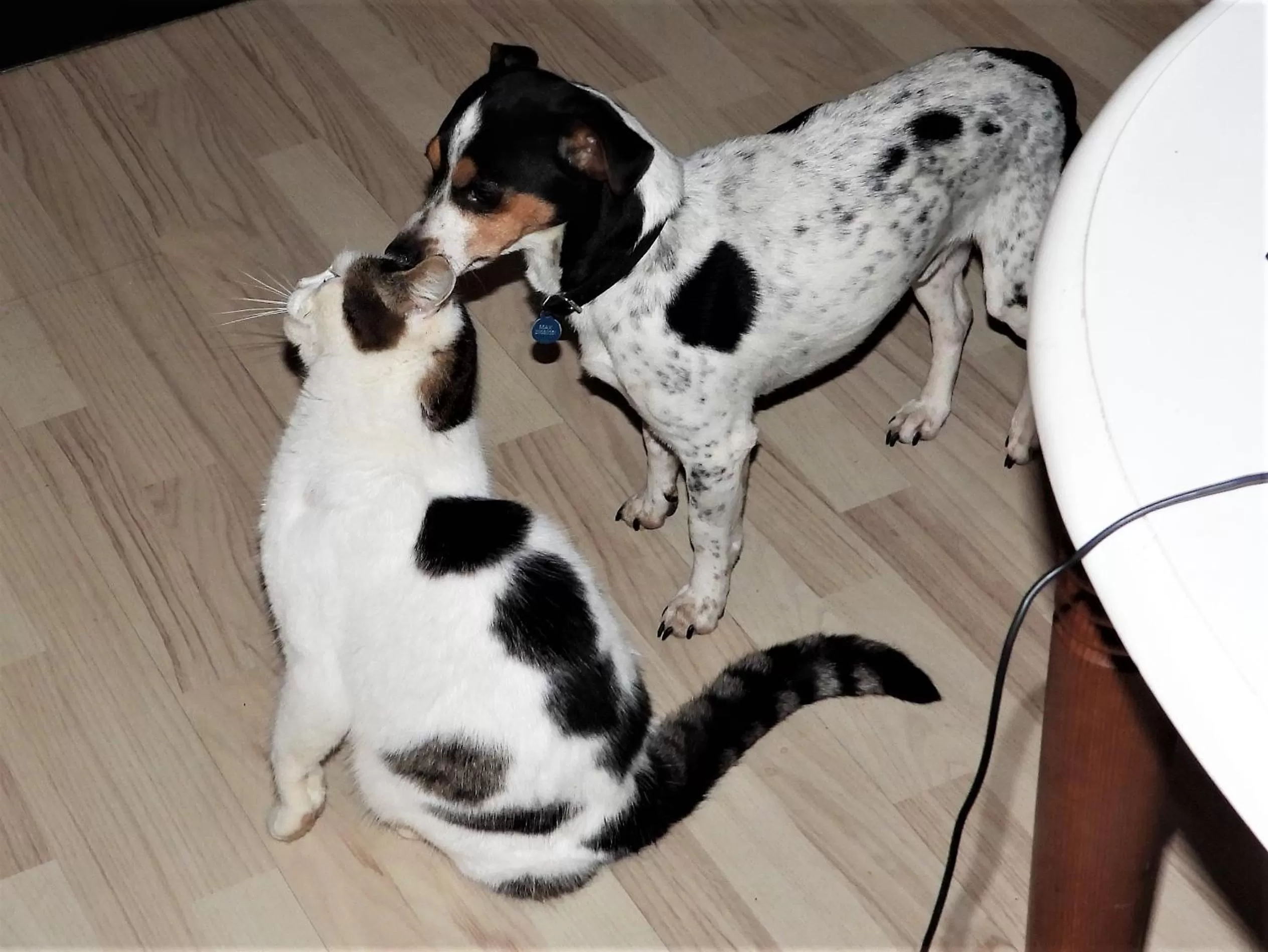Pets in Engbjerg BnB