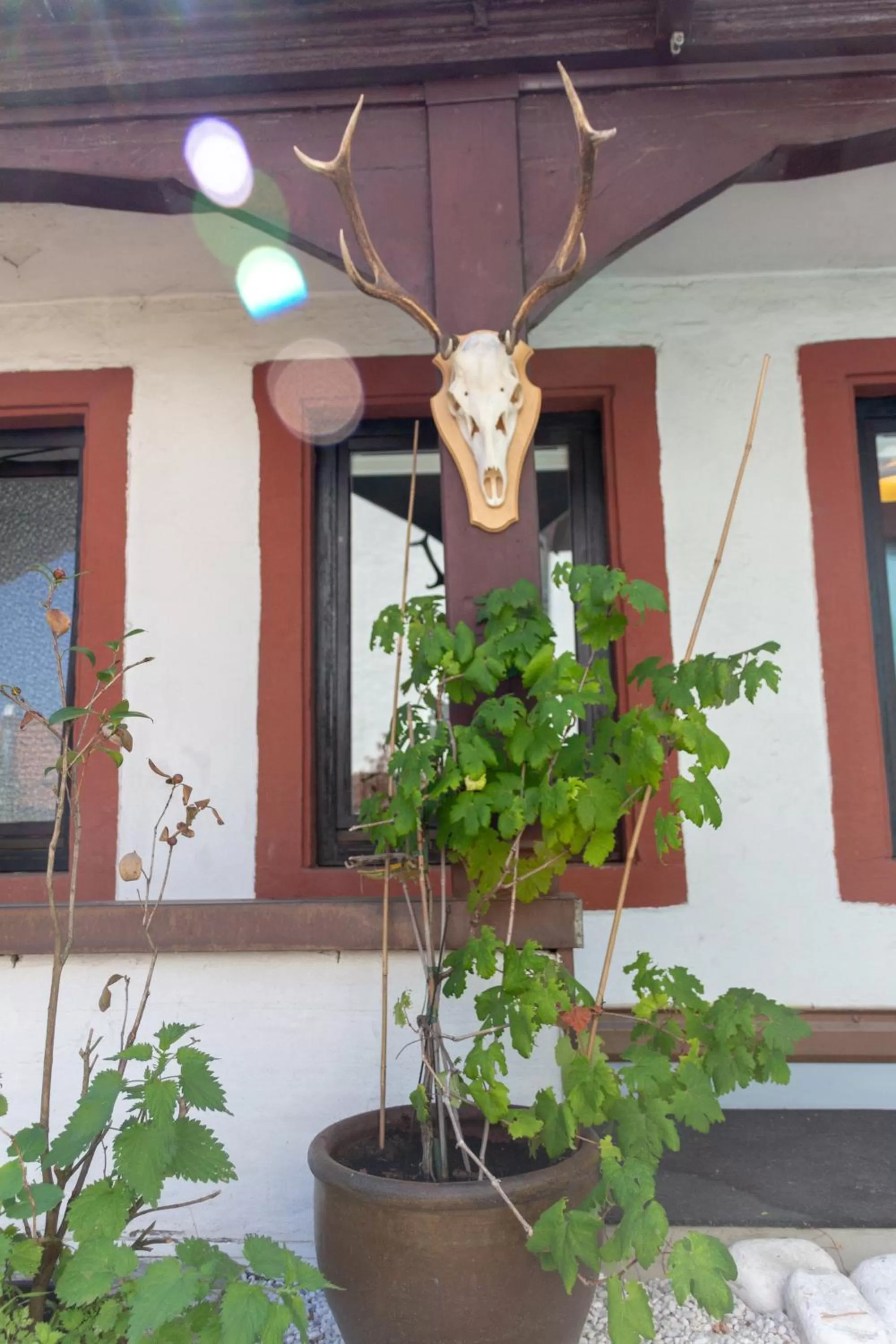 Patio in Hotel-Restaurant Hackteufel