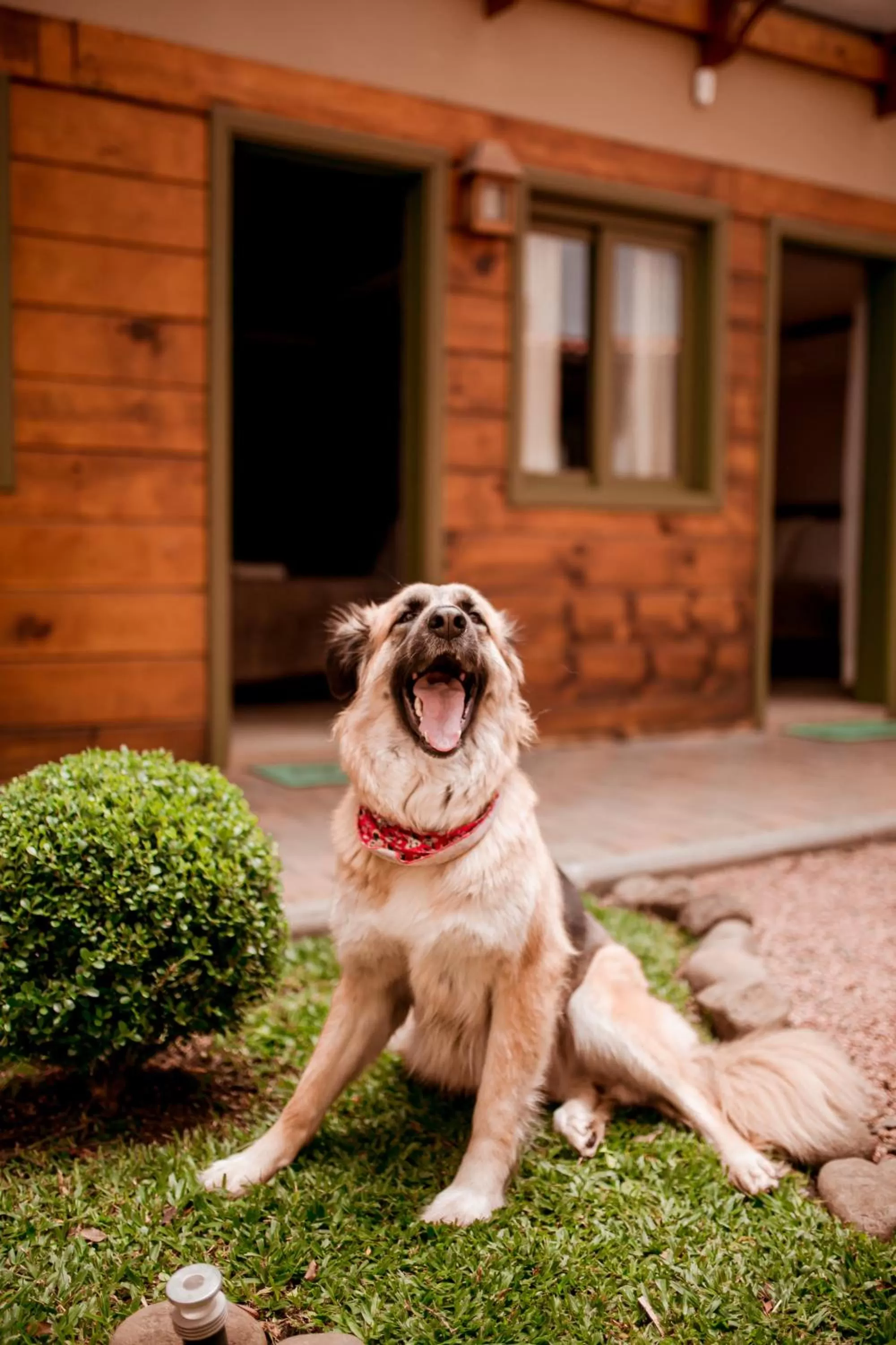 Pets in Pousada Charm Canela