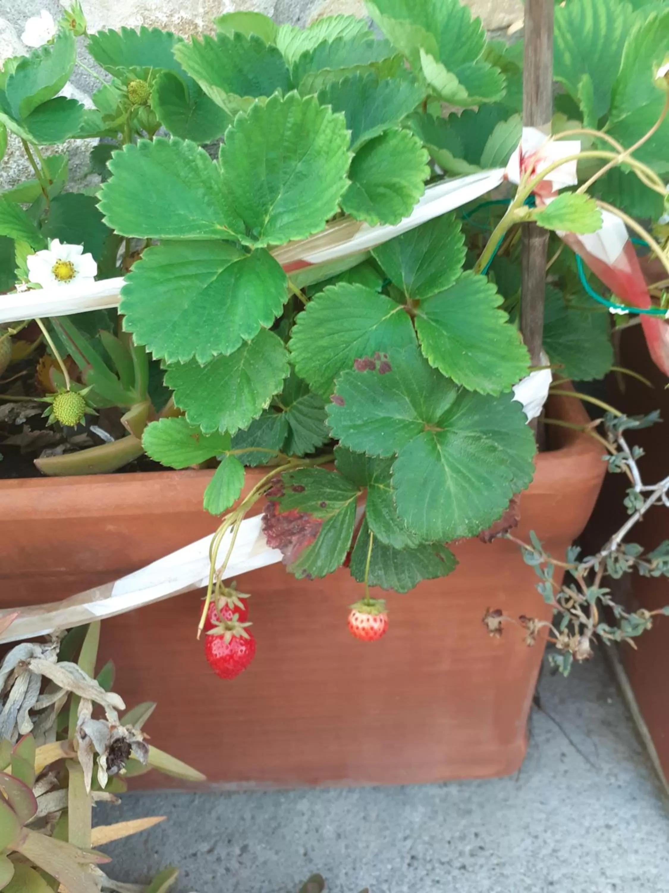 Appartamento HOUSE IDA