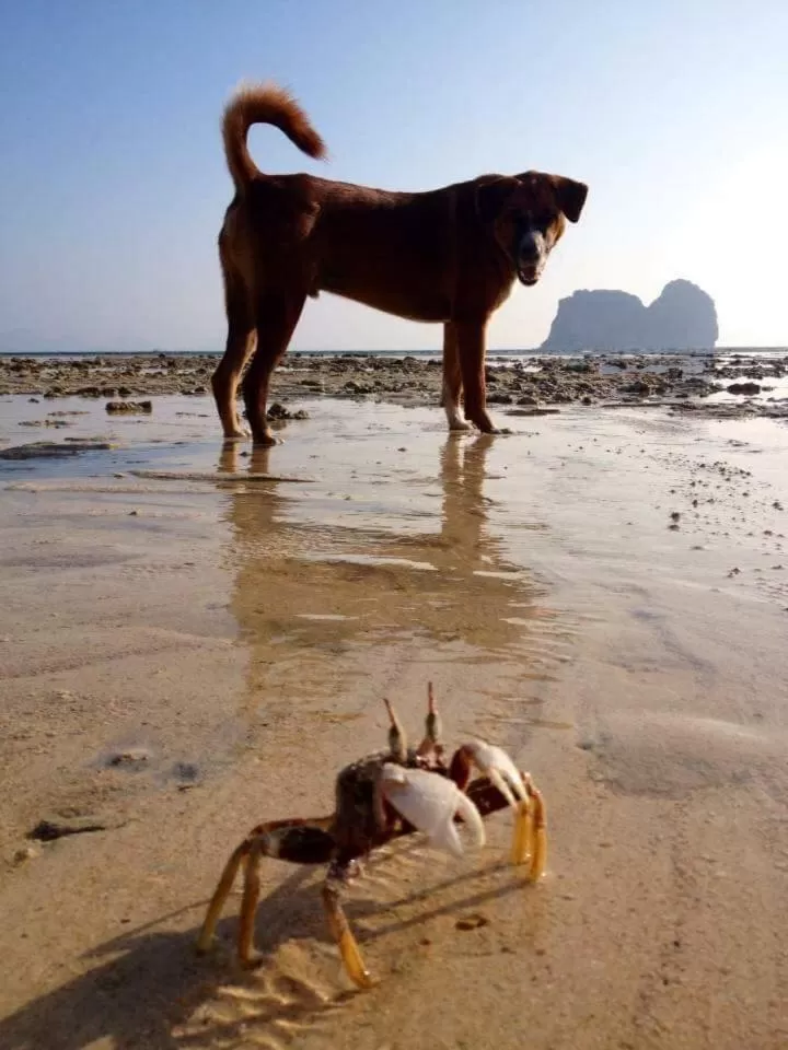 Animals in Thanya Beach Resort - SHA Plus