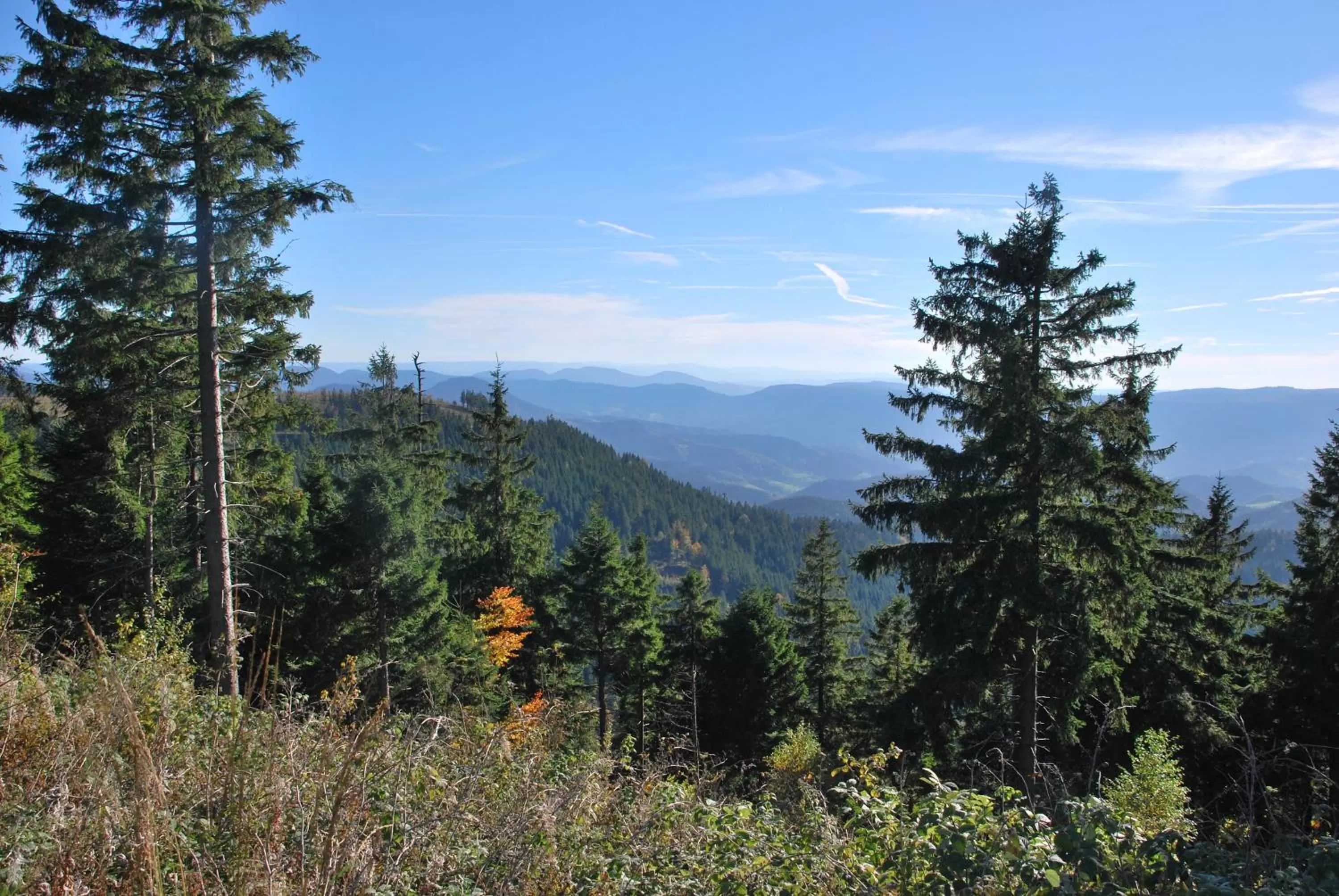 Natural landscape in Hotel Adler