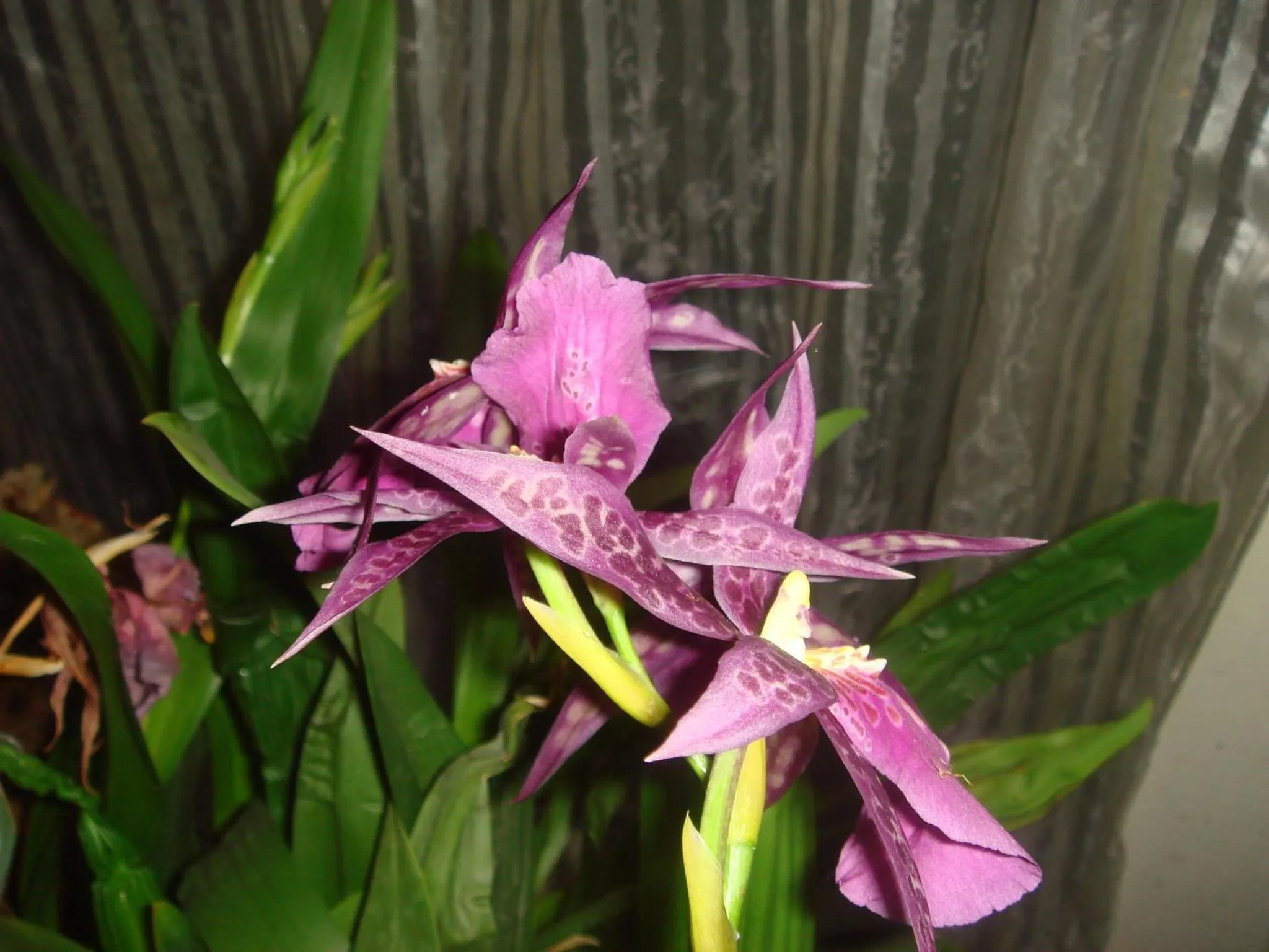 Lobby or reception in The Black Mountain Inn
