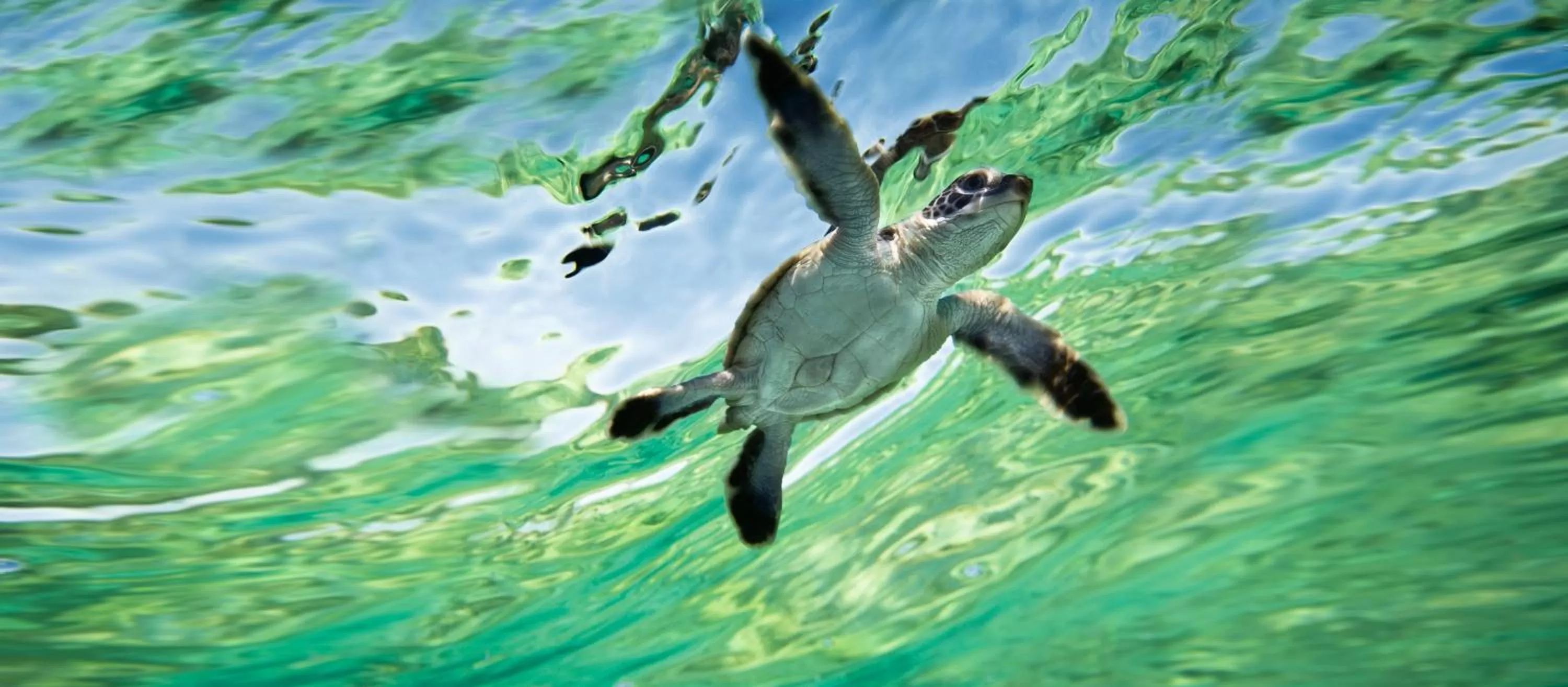 Animals in Bargara Blue Resort