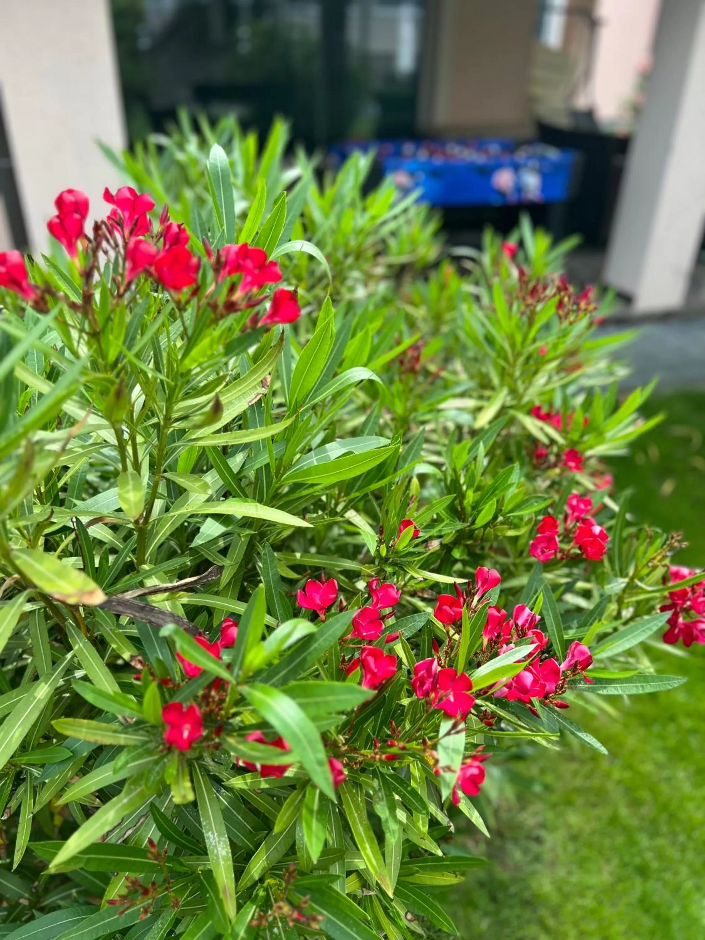 Garden in Hotel Orchidea Spa & Wellness