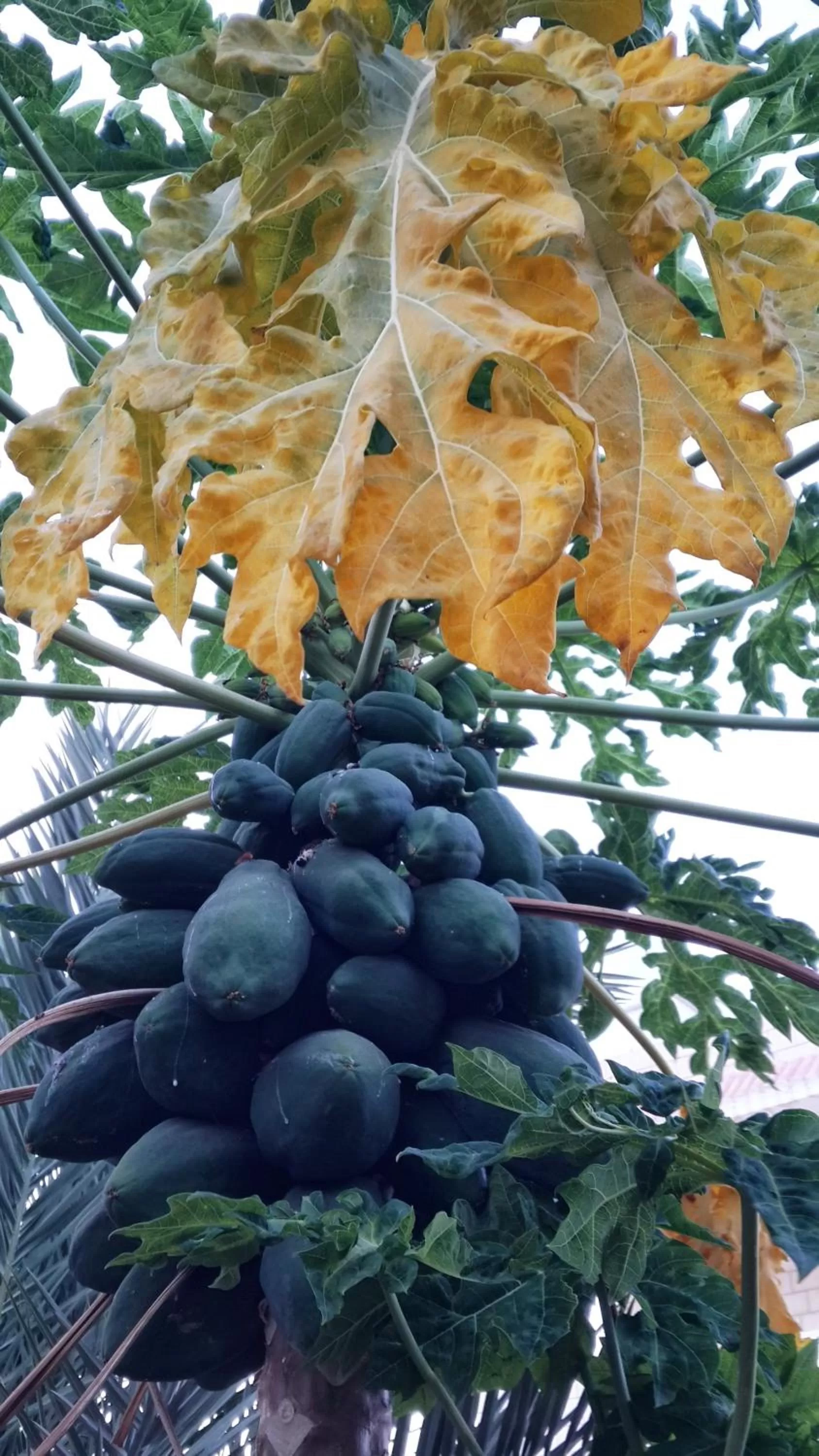 Garden in Auberg-Inn Guesthouse