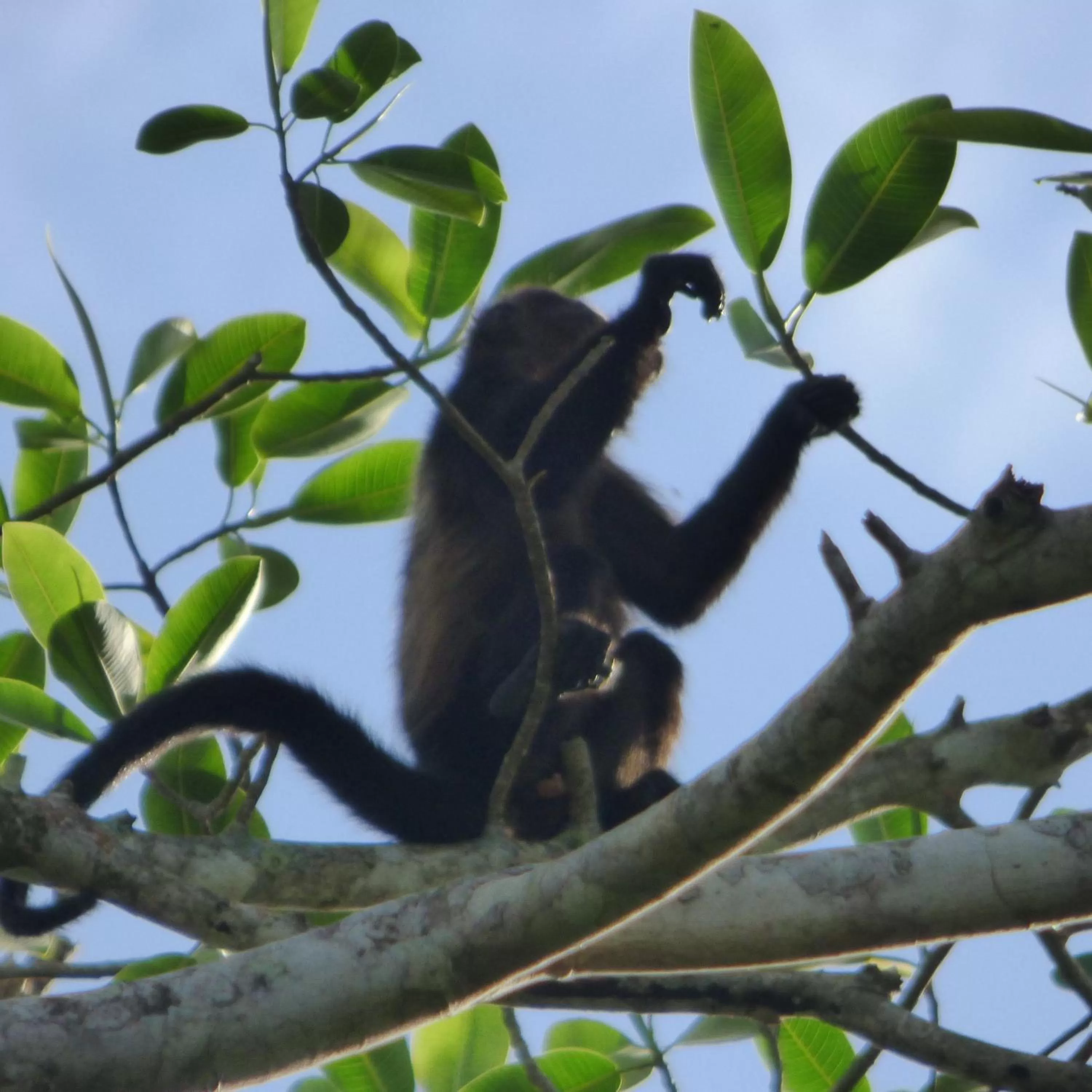 View (from property/room), Other Animals in Sand Dollar Beach Bed & Breakfast