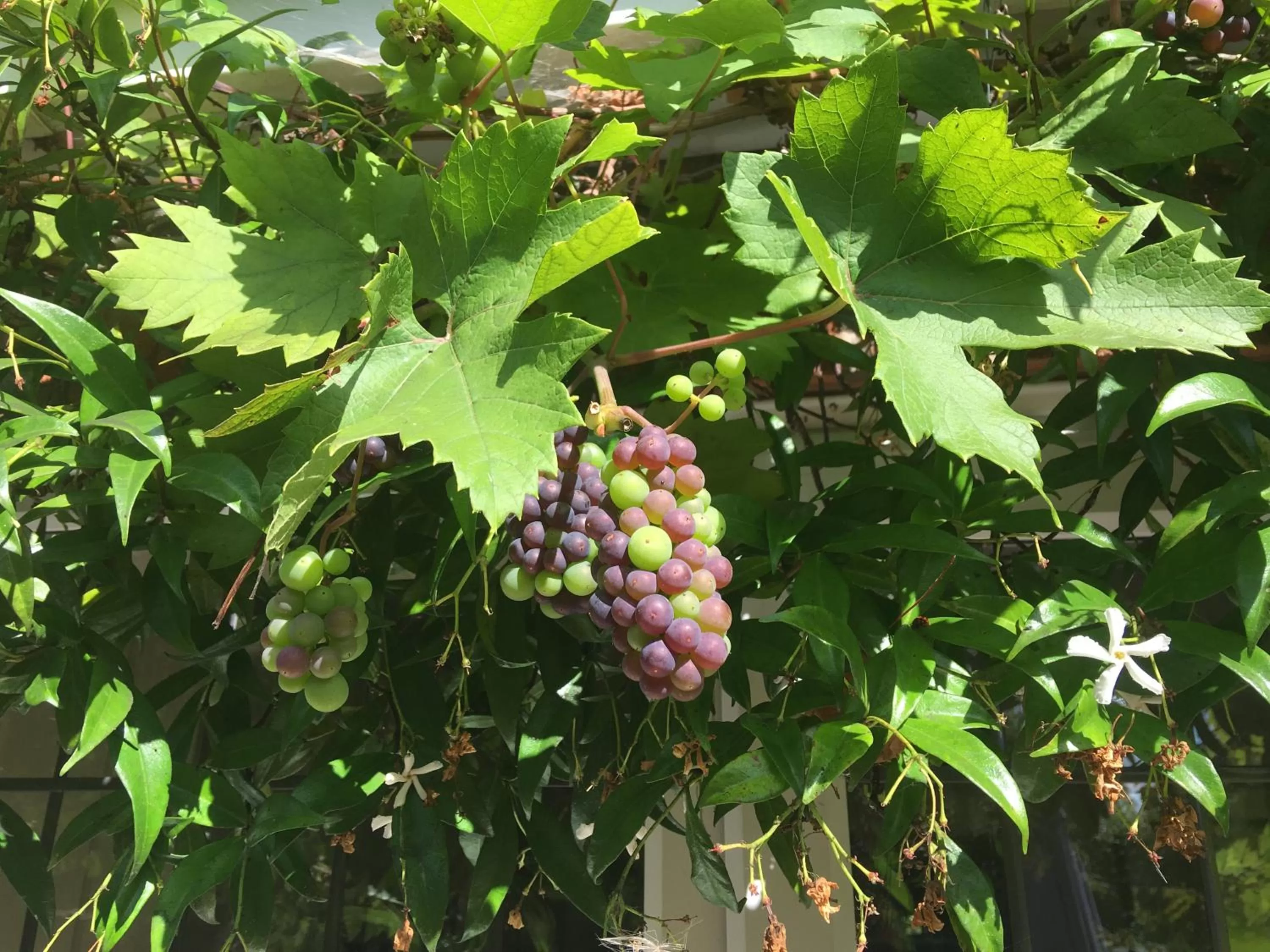 Garden view, Garden in Grove House Bed & Breakfast