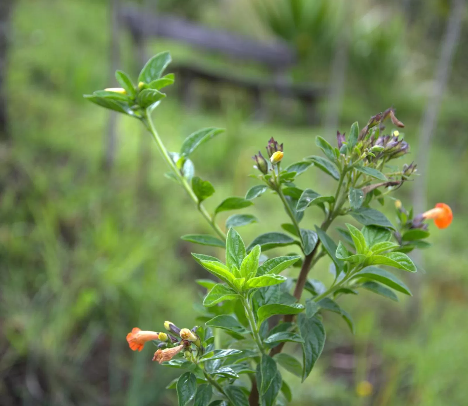 Garden in El Pedregal Sopó