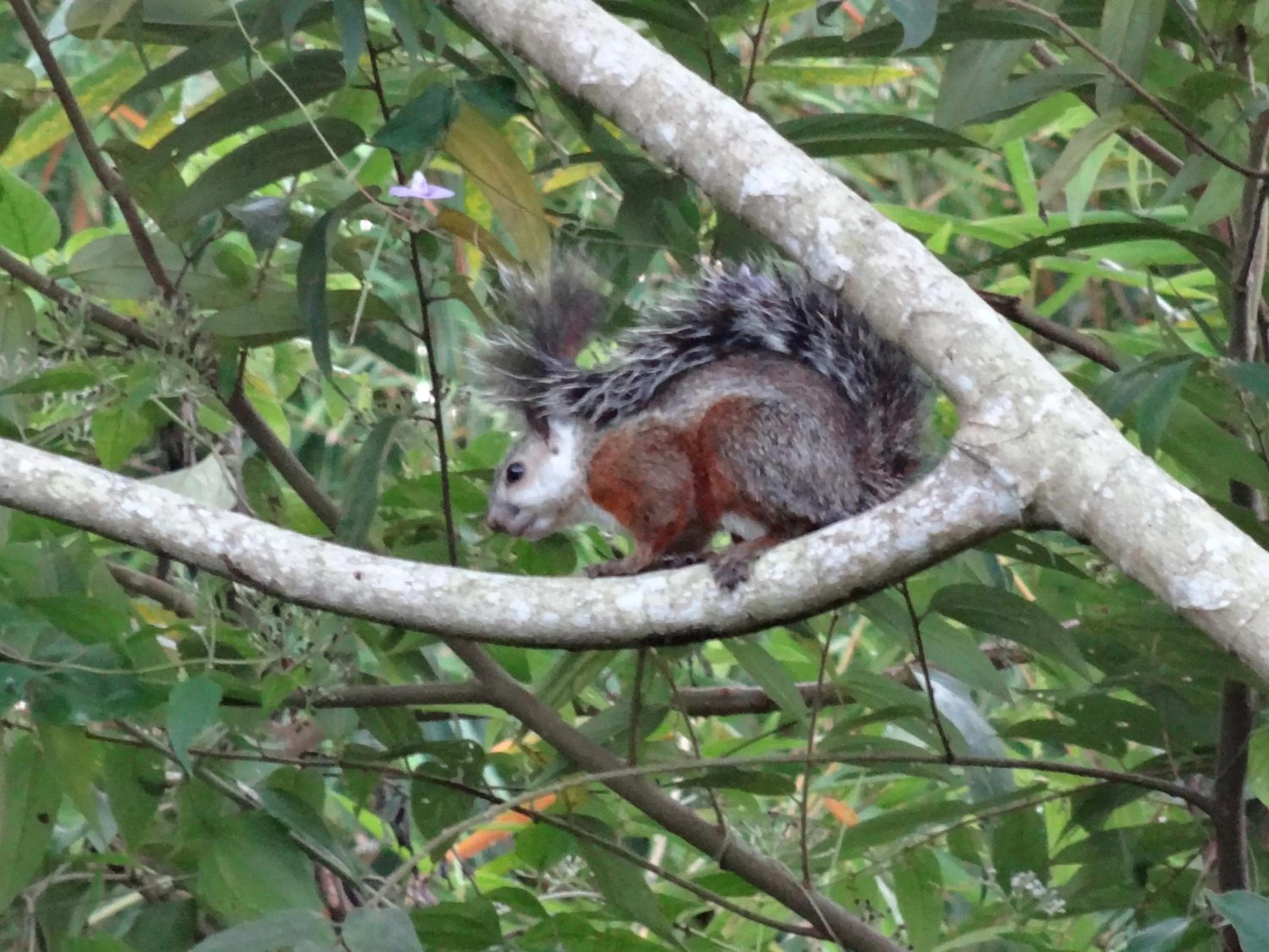 Animals in Jaco Lodge Quiet Place
