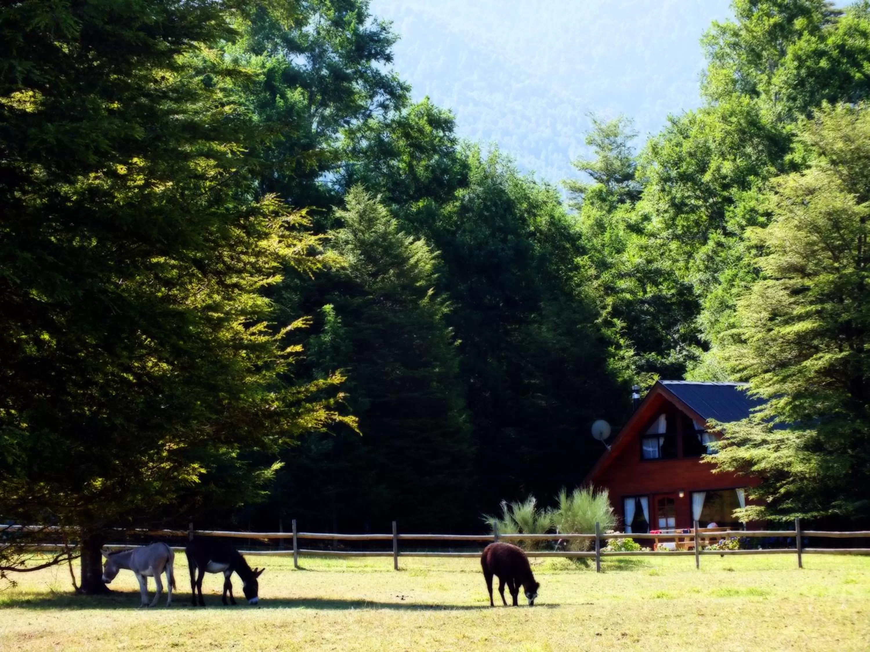 Garden, Other Animals in Hotel Salto del Carileufu