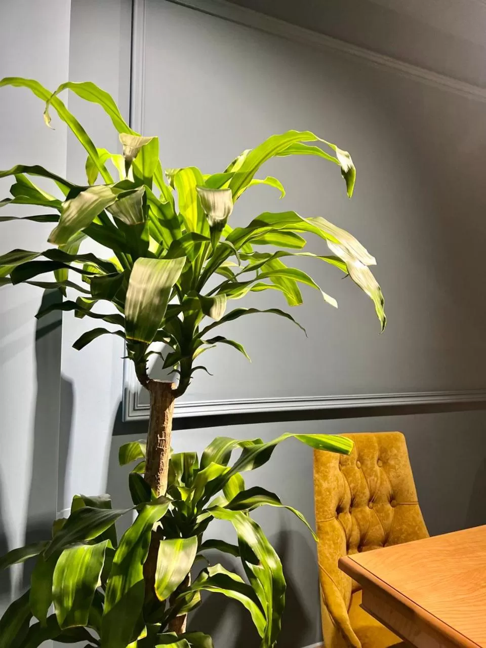 Restaurant/places to eat in Bristol Hotel Tashkent