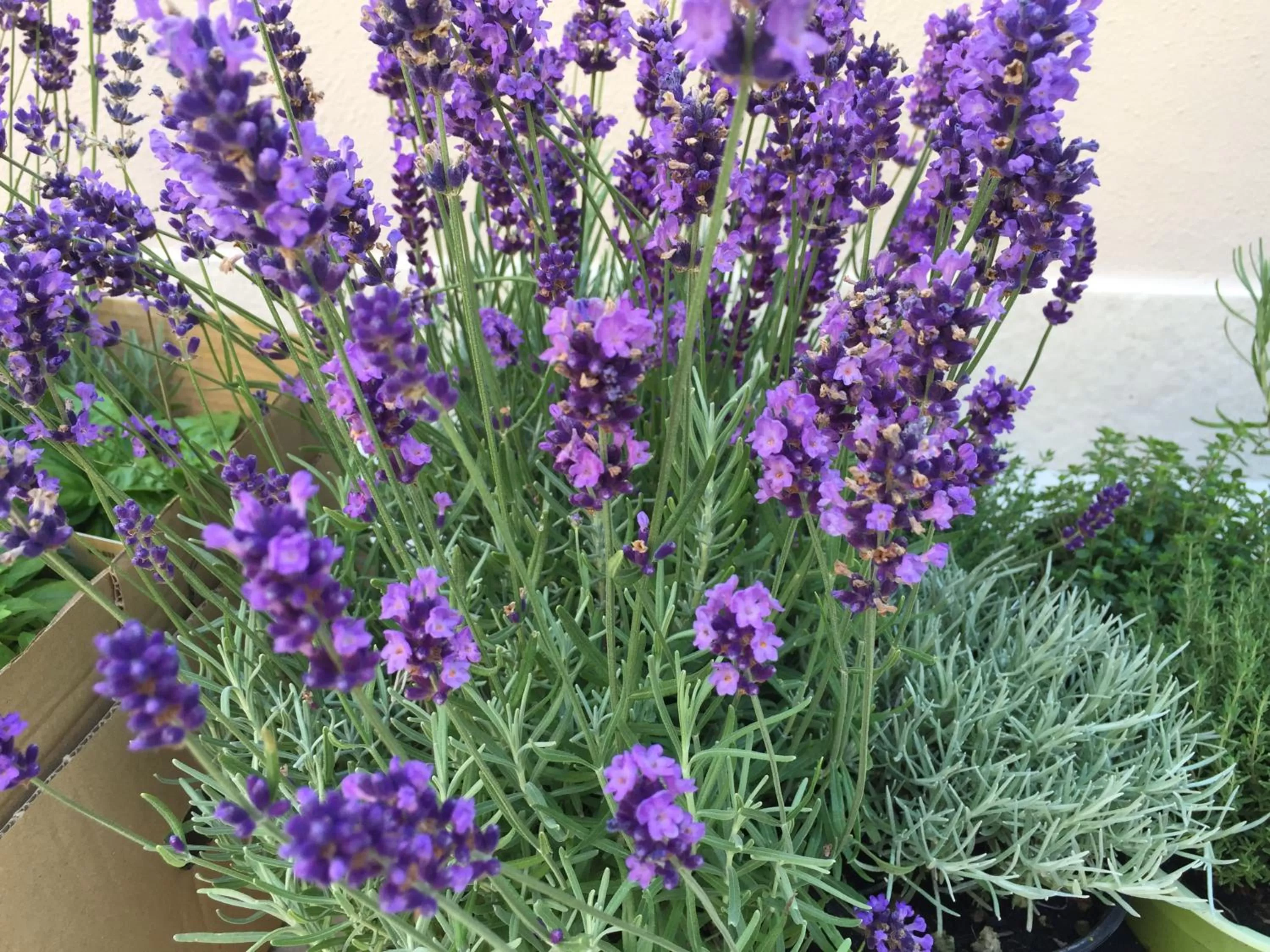 Garden in Residenza Elisa