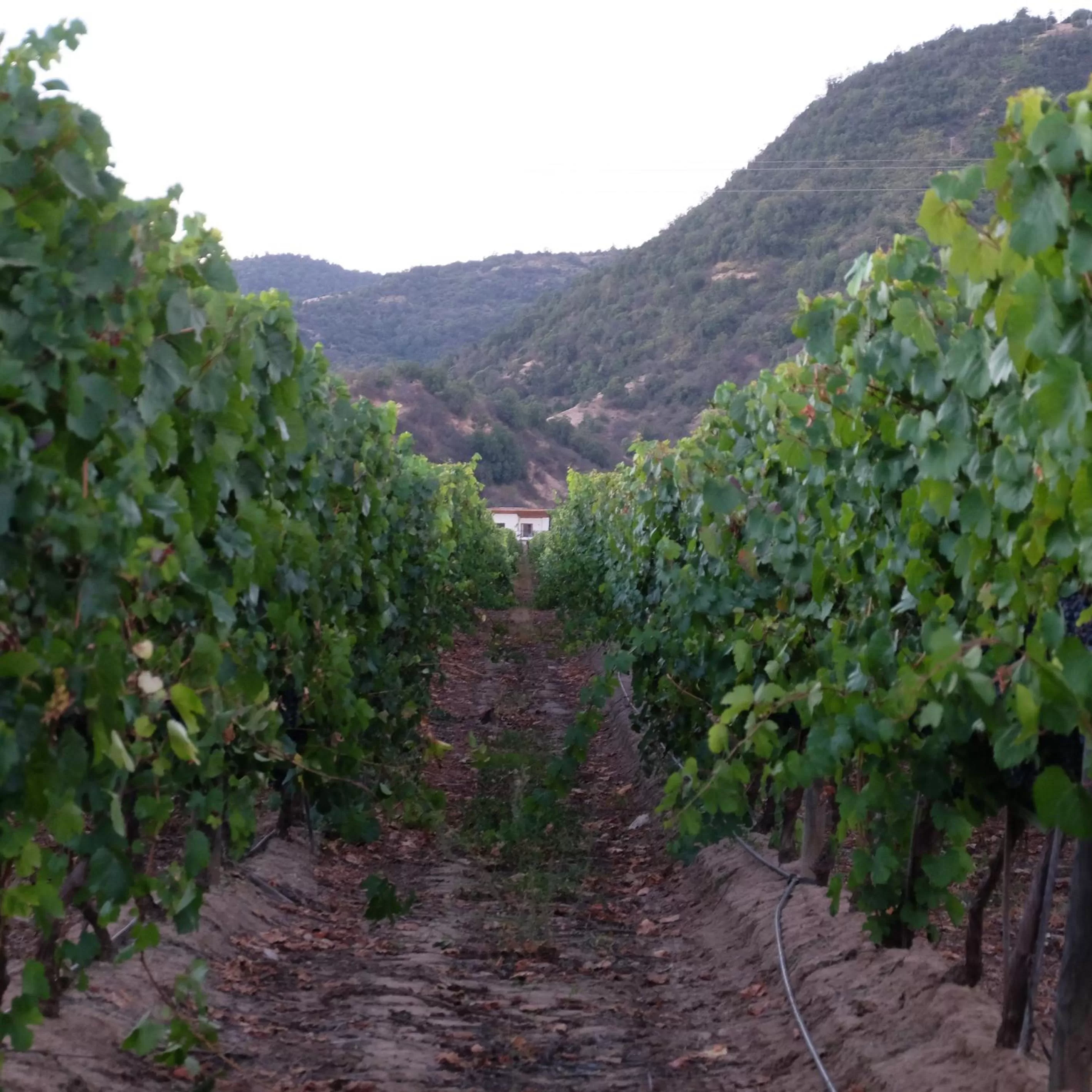 Nearby landmark in Callihue Lodge