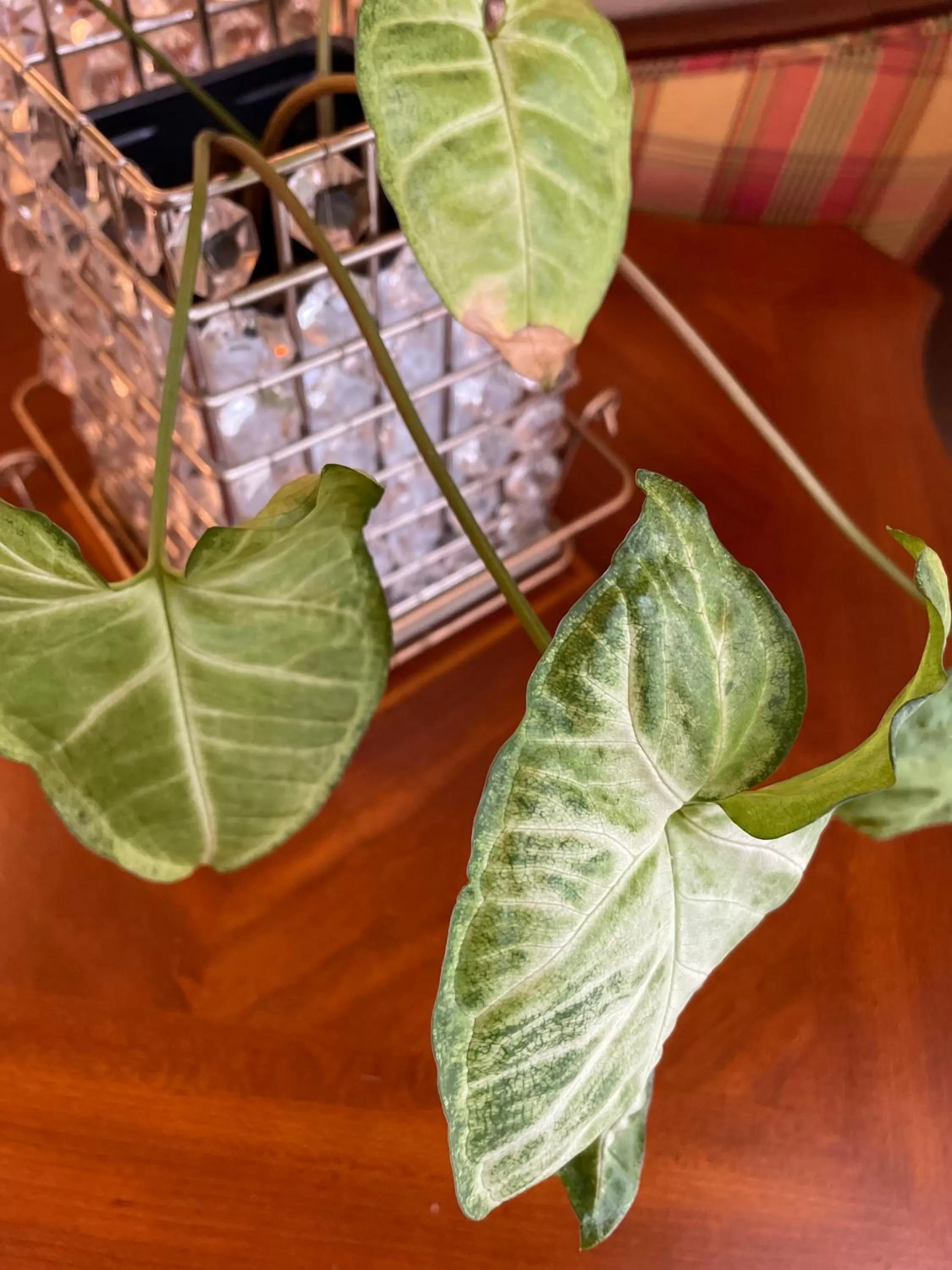 Decorative detail in Flora House Denver