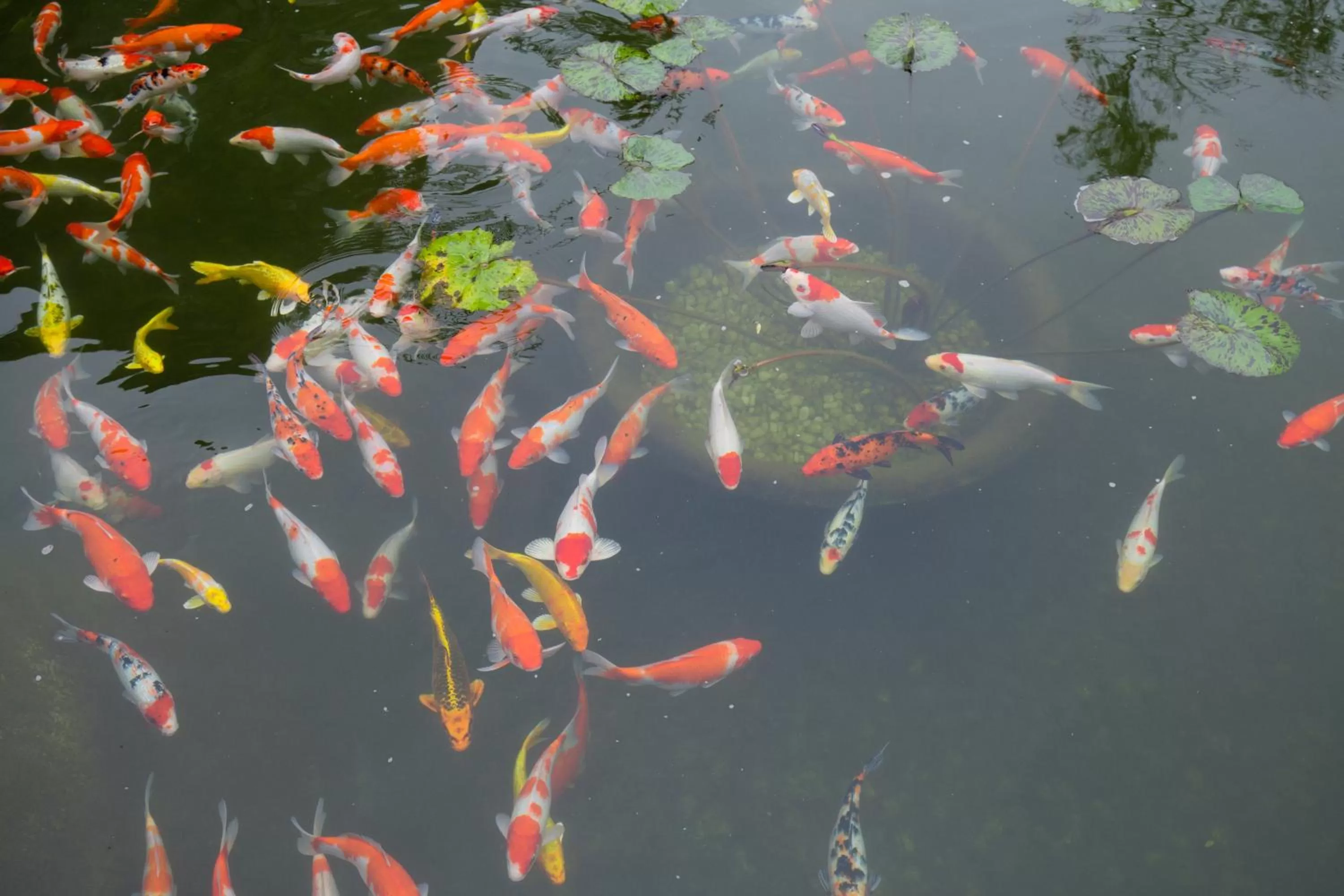 Natural landscape, Other Animals in Mua Caves Ecolodge (Hang Mua)