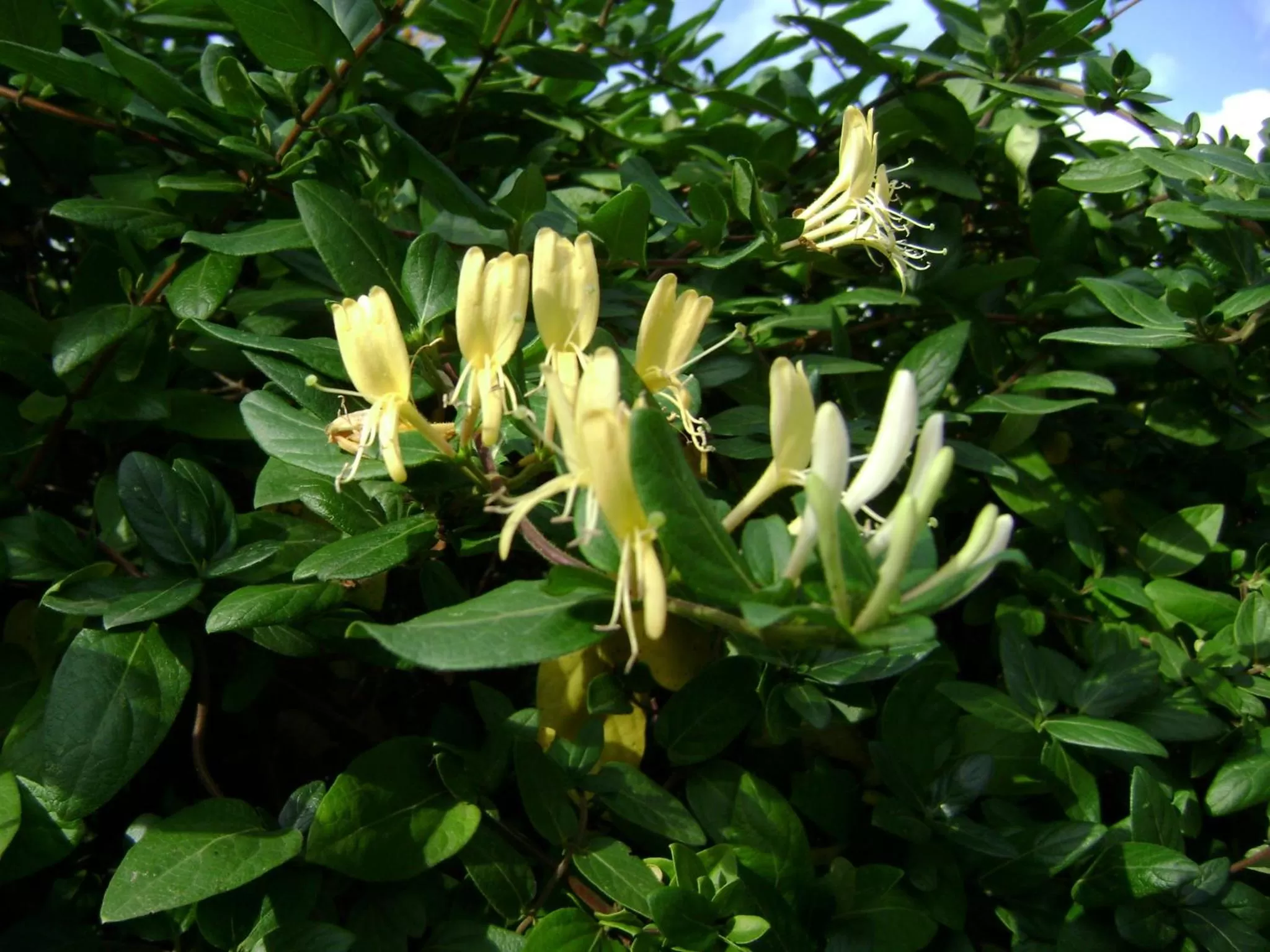 Garden in B&B Villa Mediterranea with private parking