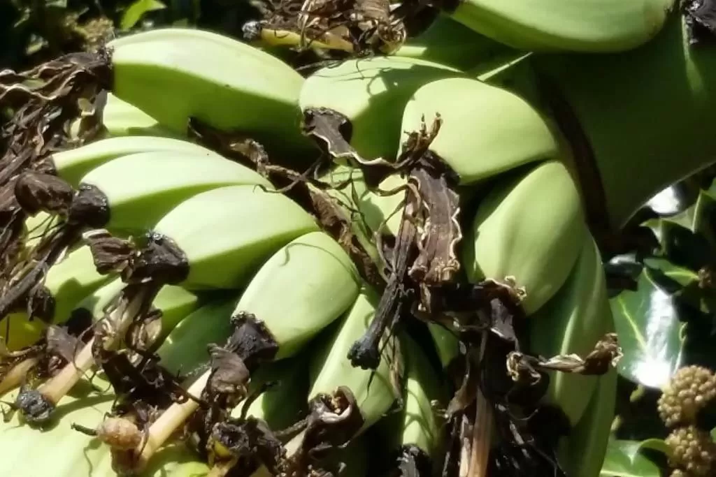 Garden, Other Animals in MaisonMazerand