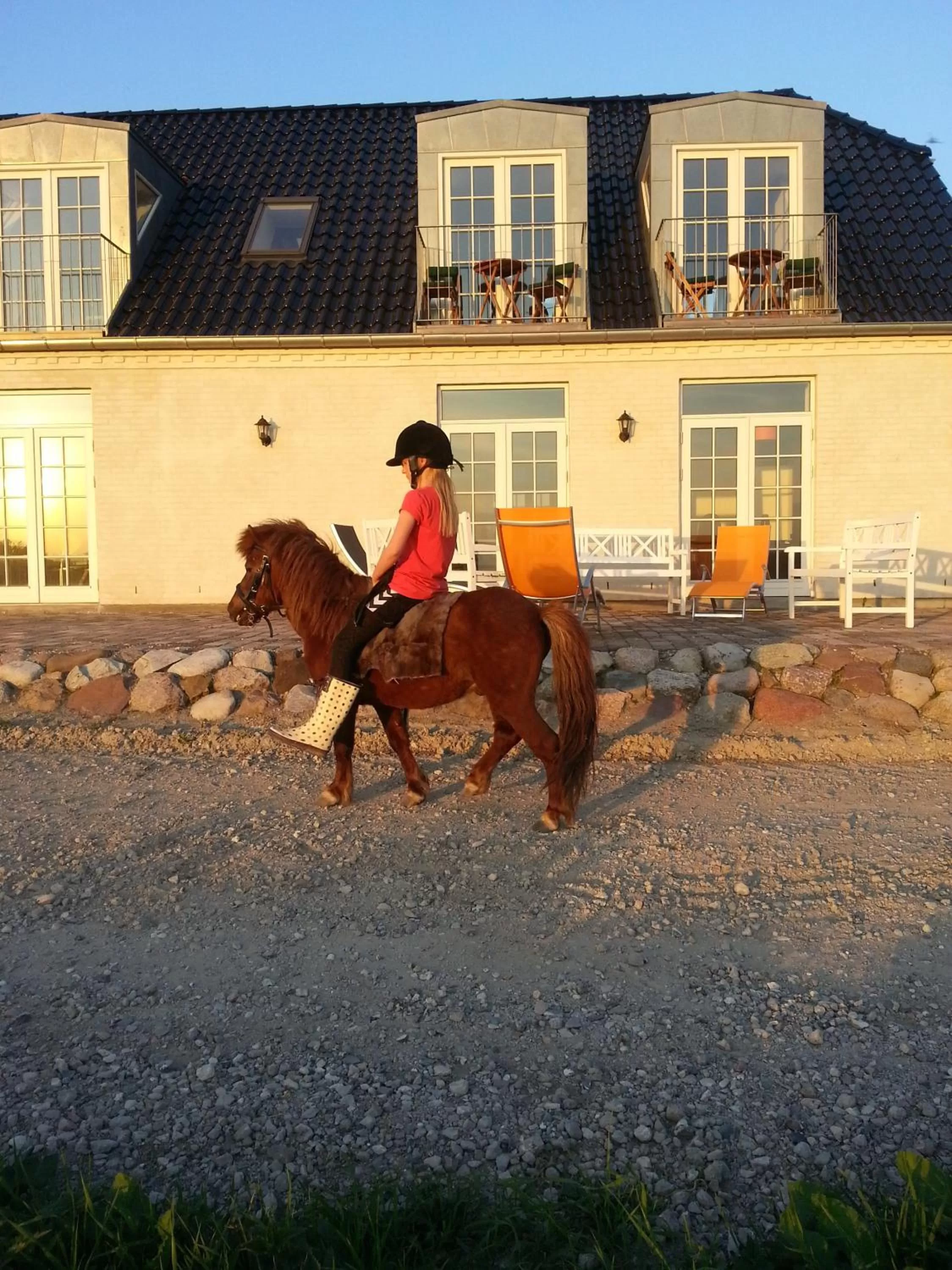 Animals in Roskilde B&B